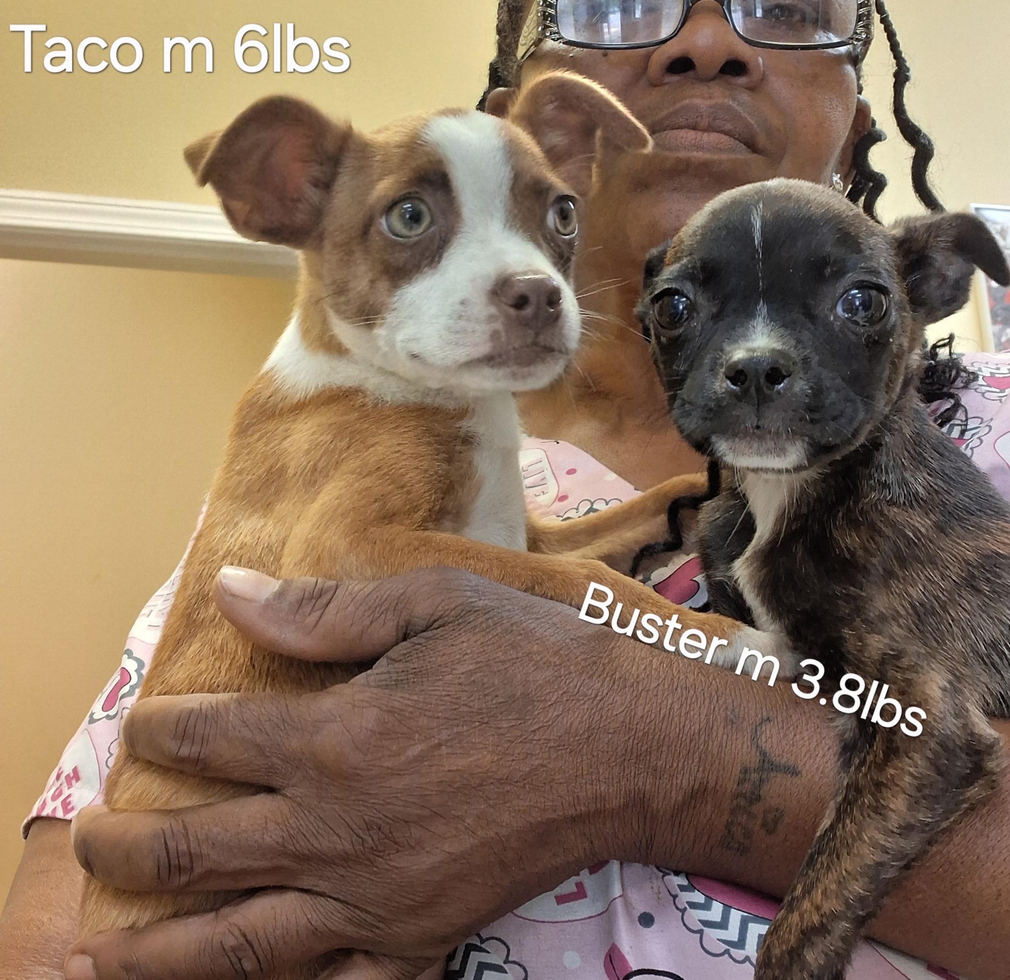 Enlarge Buster, an adoptable mixed breed in Hooksett, NH image 3/3