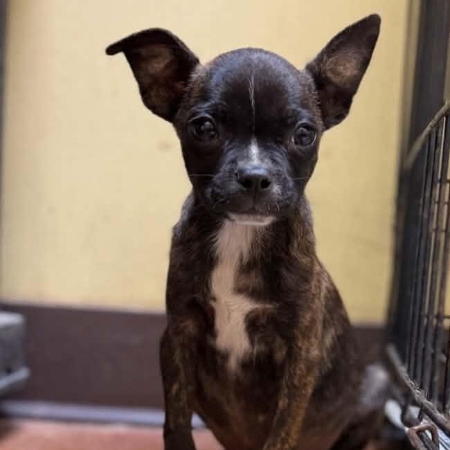 Enlarge Buster, an adoptable mixed breed in Hooksett, NH image 2/3