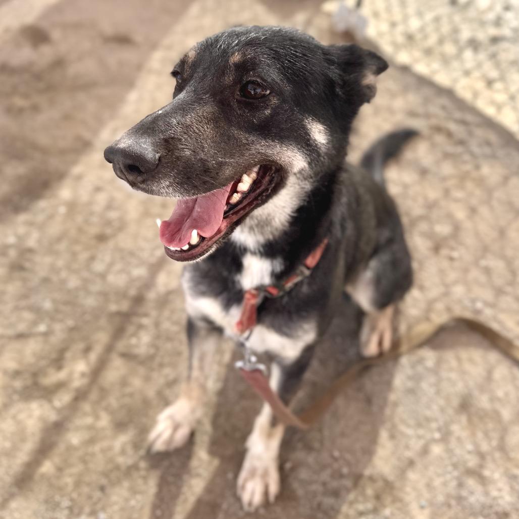 Emer, Adoptable, Adult Female Shepherd.