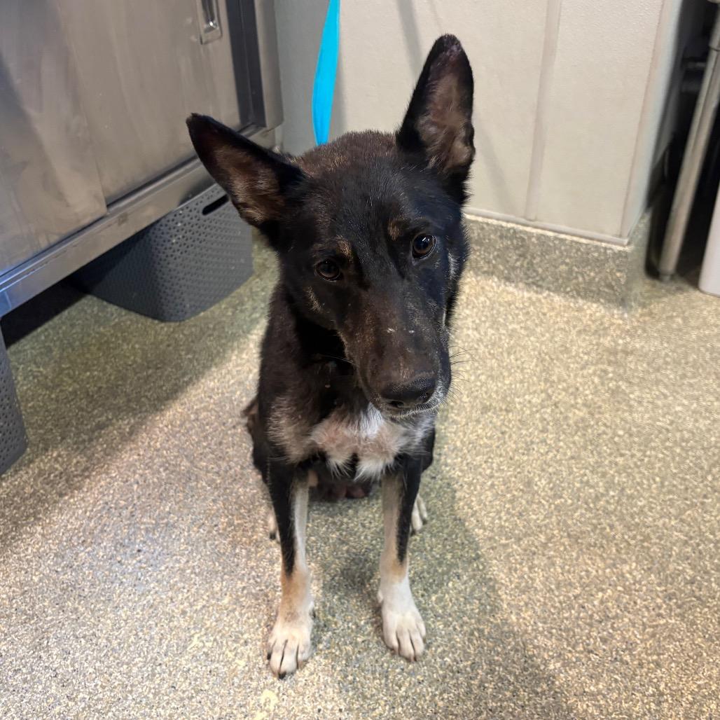 Enlarge Emer, a Adoptable Shepherd in San Gabriel, CA image 2/4