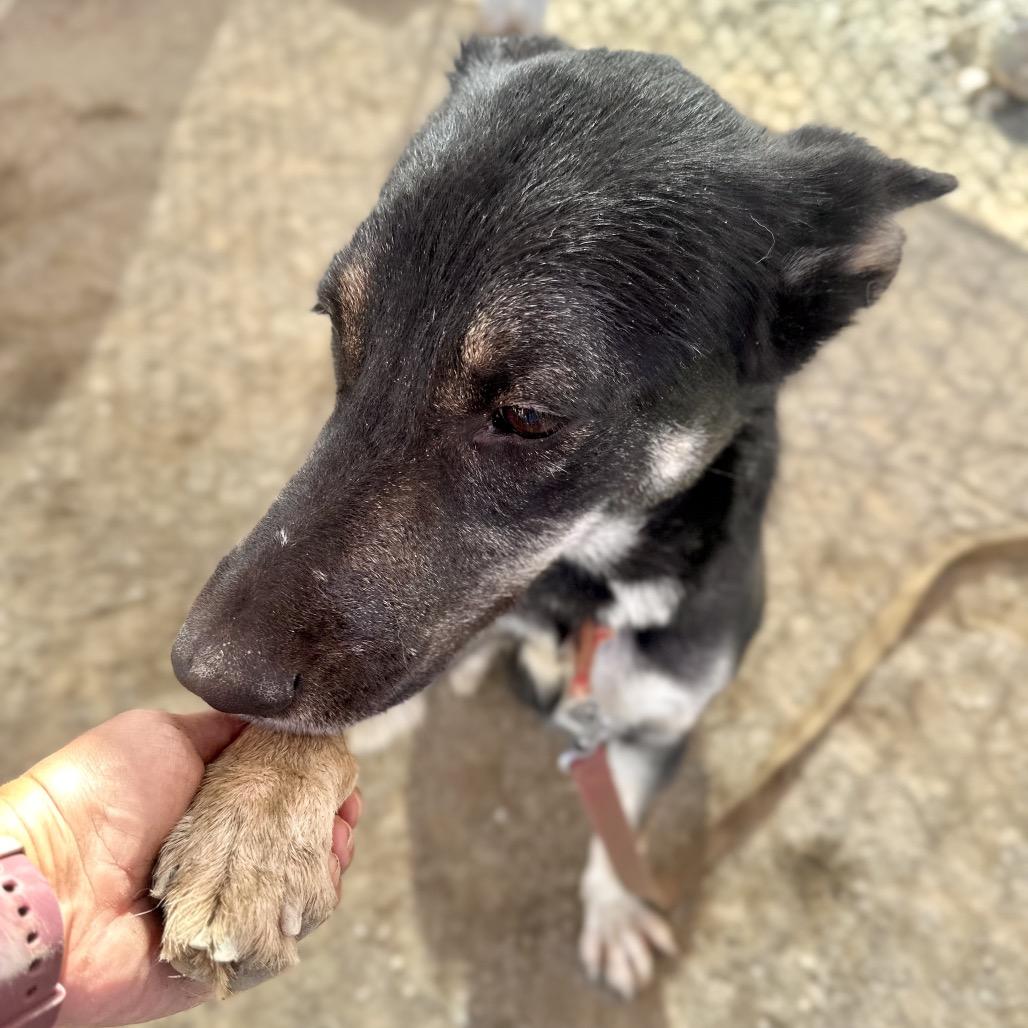 Enlarge Emer, a Adoptable Shepherd in San Gabriel, CA image 3/4