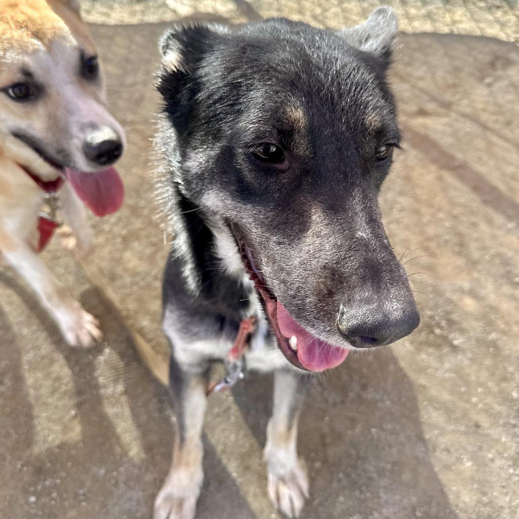 Enlarge Emer, a Adoptable Shepherd in San Gabriel, CA image 4/4