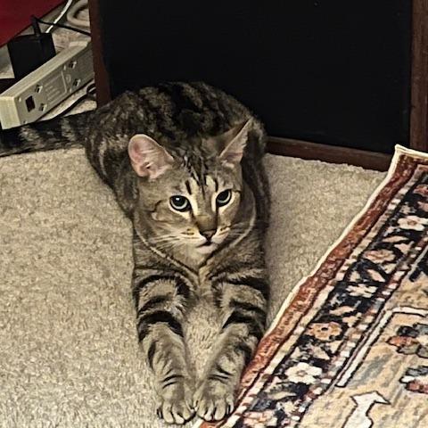 Enlarge Mickey, a Adoptable Domestic Short Hair in Las Vegas, NV image 2/4