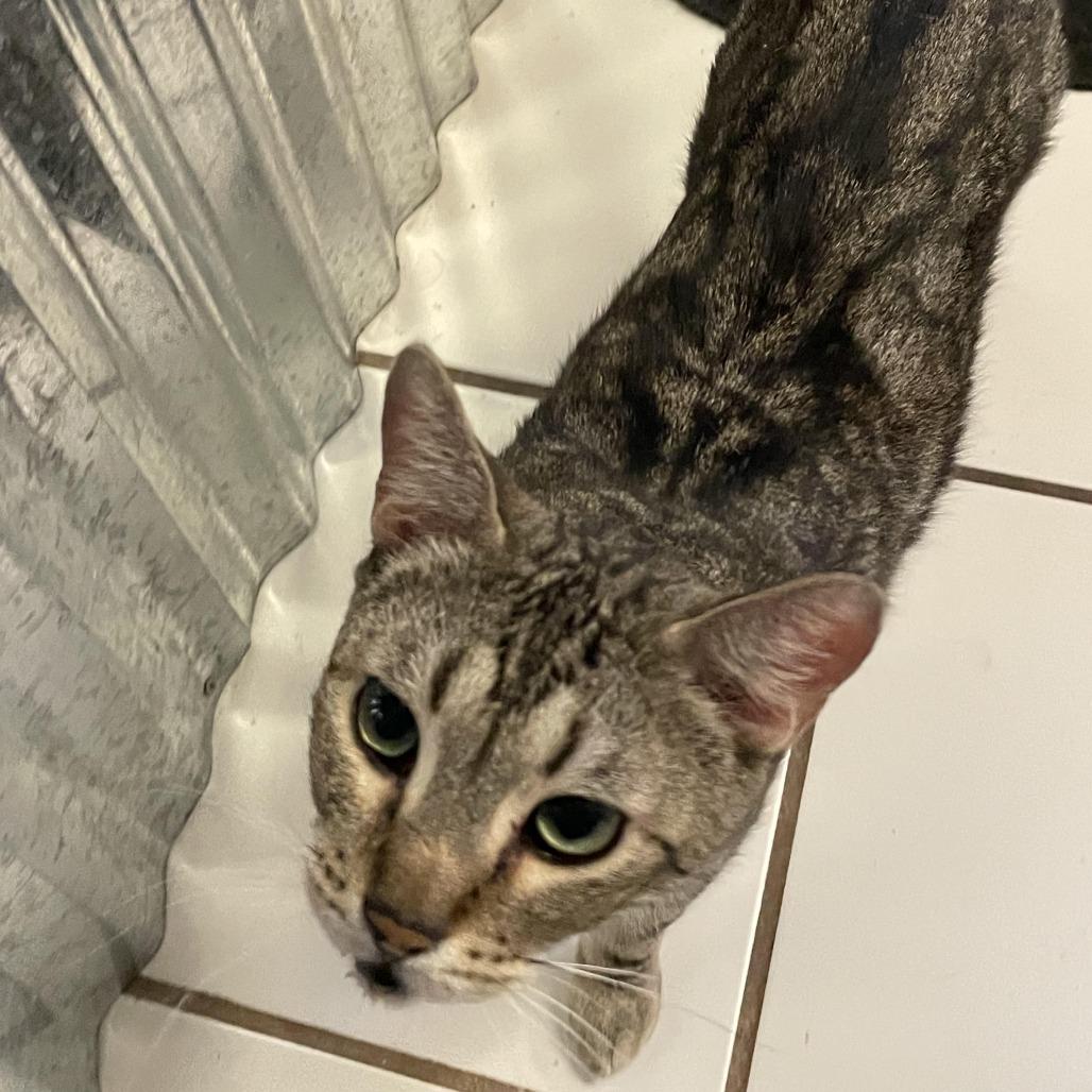 Enlarge Mickey, a Adoptable Domestic Short Hair in Las Vegas, NV image 3/4