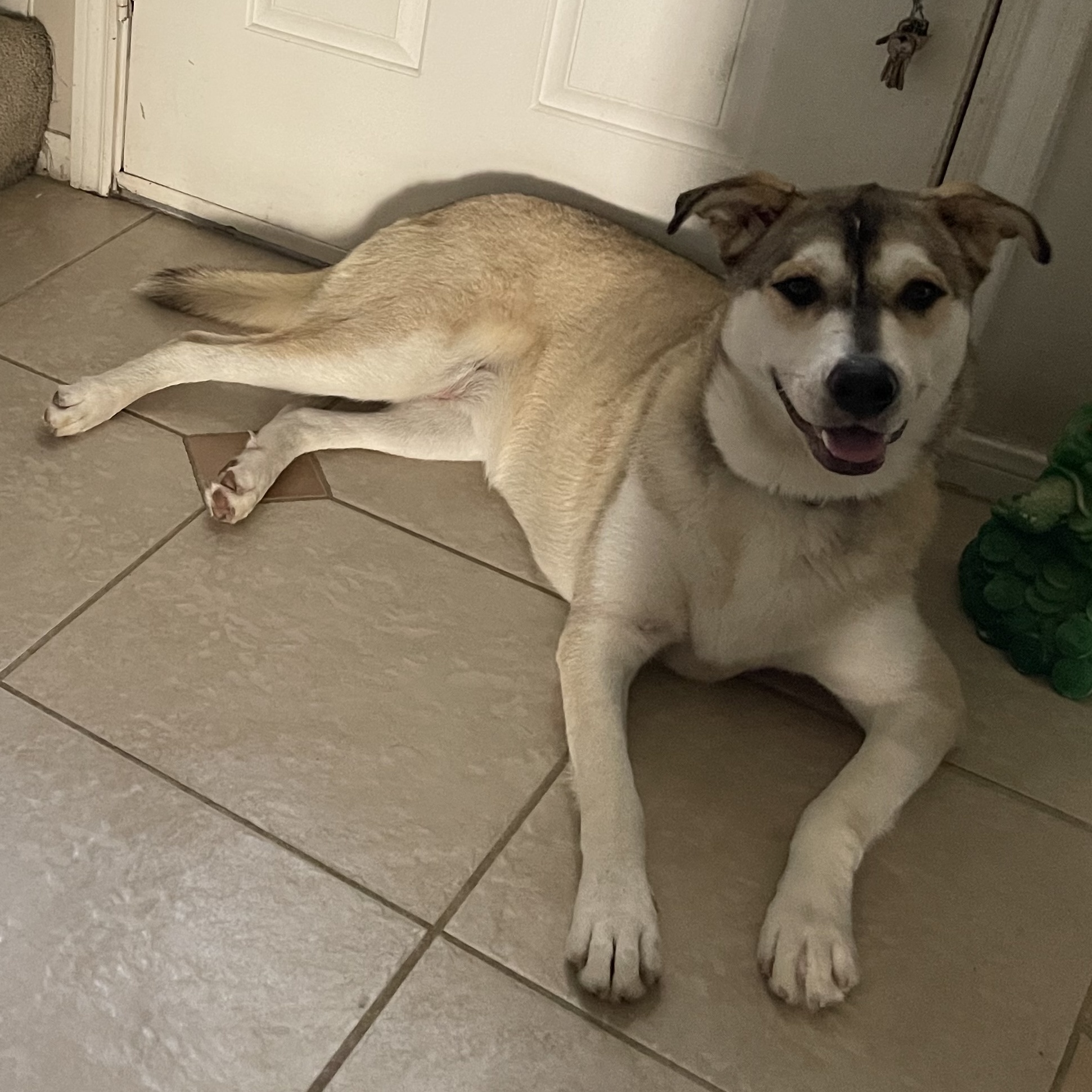 COCO (bonded with Moko)