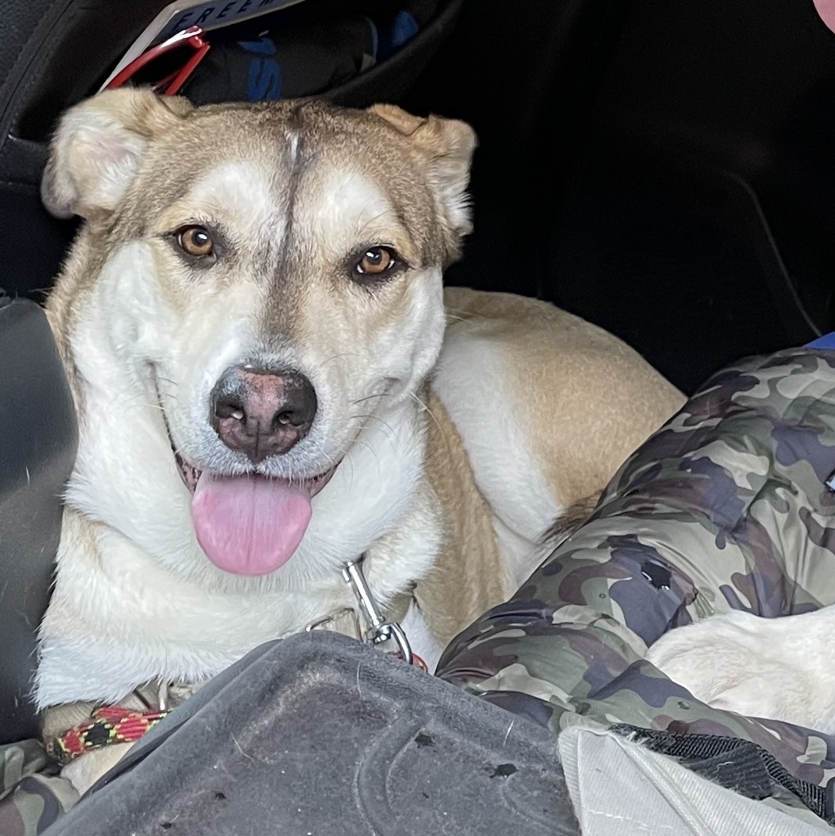 COCO (bonded with Moko) — thumbnail 3