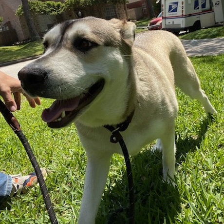 COCO (bonded with Moko) — thumbnail 4