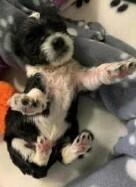 Enlarge Shenzi, a Adoptable Chihuahua in Pacifica, CA image 1/3