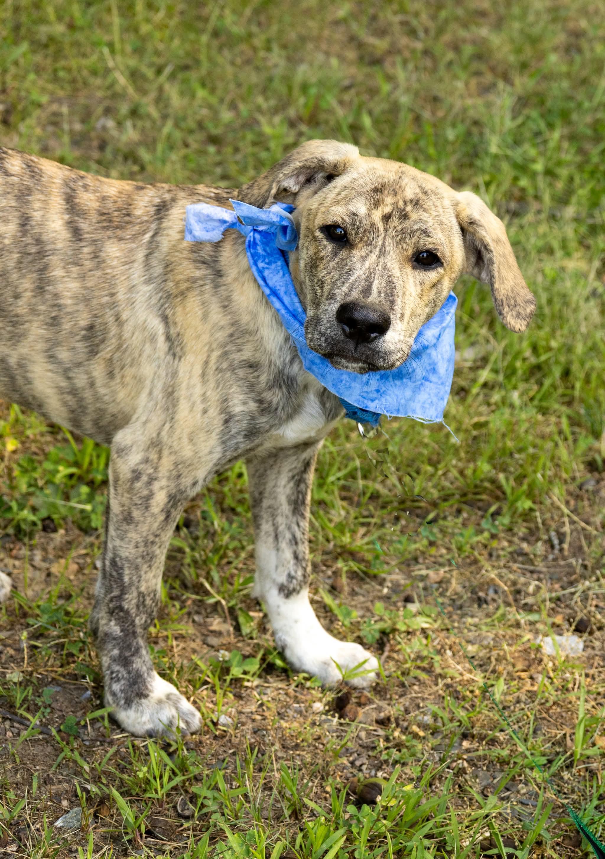 Enlarge Athens, a Adoptable Mixed Breed in Argyle, NY image 5/6