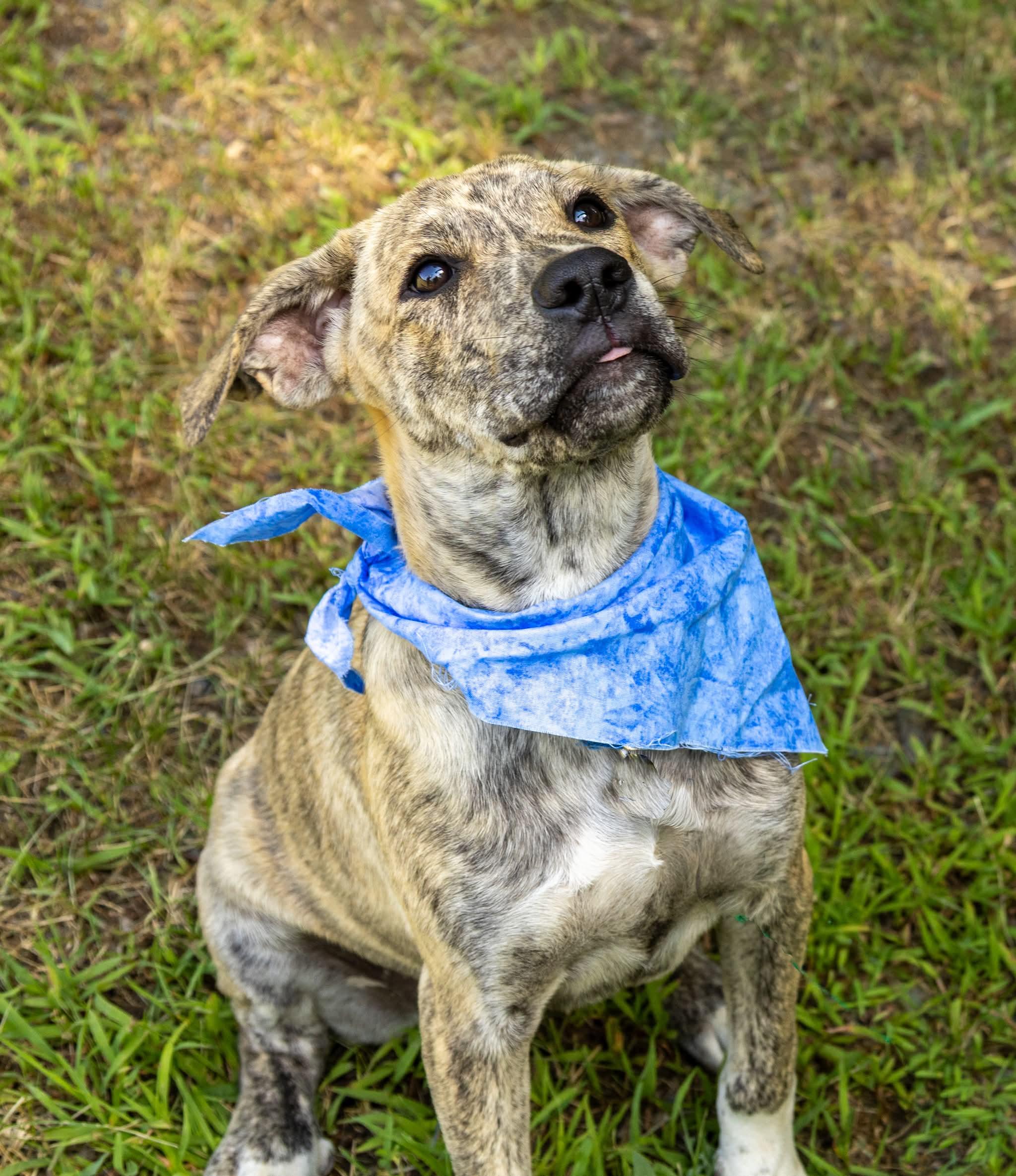 Athens, Adoptable, Puppy Male Mixed Breed.
