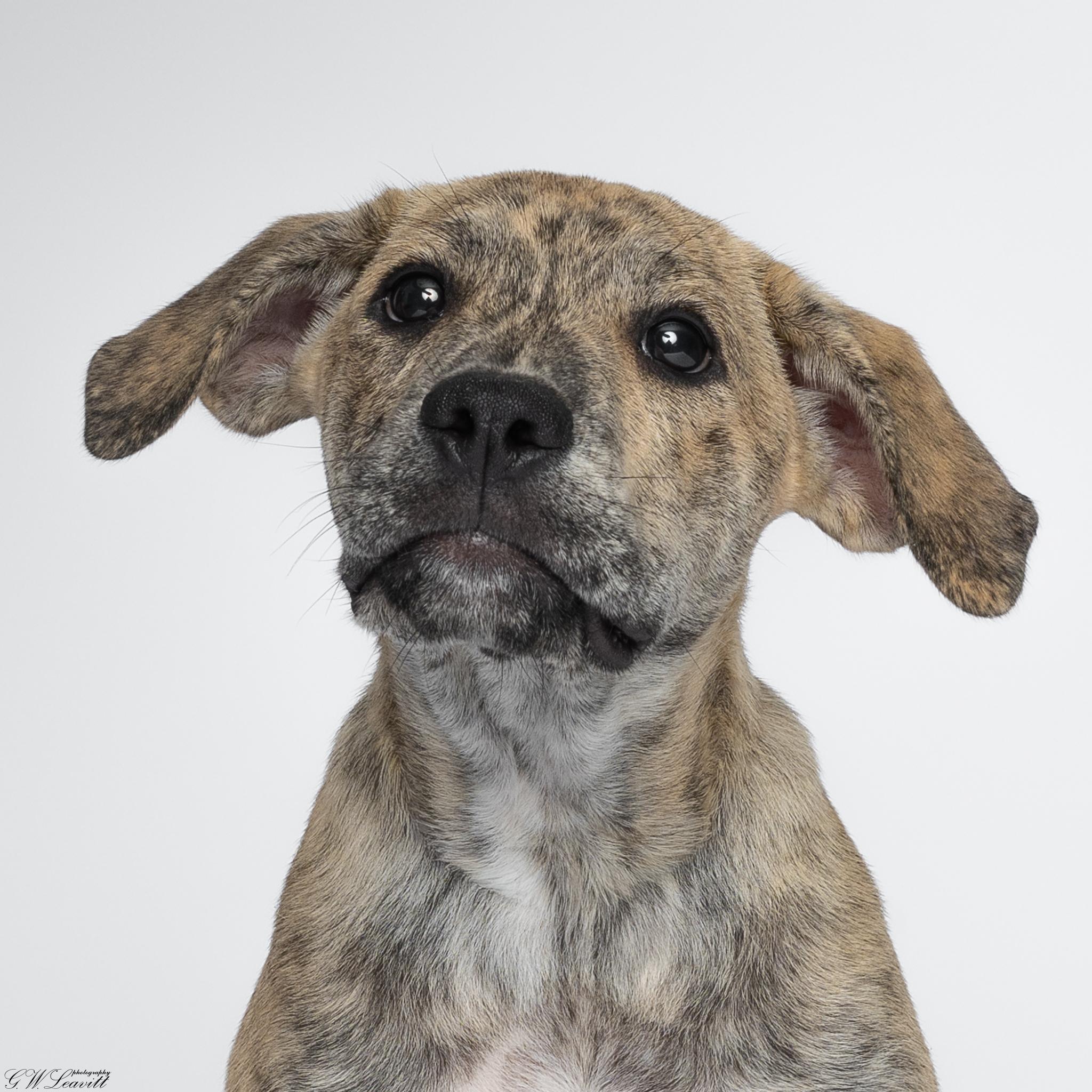 Enlarge Athens, a Adoptable Mixed Breed in Argyle, NY image 2/6