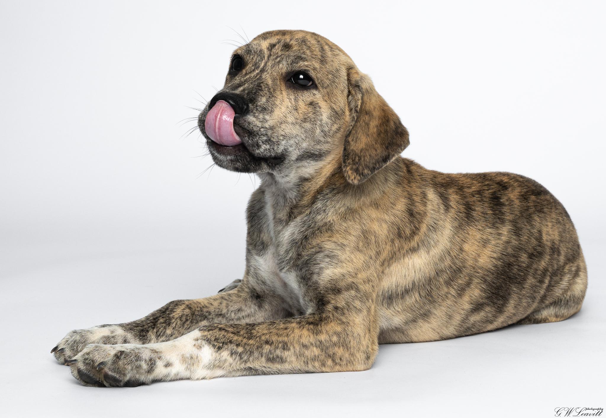 Enlarge Athens, a Adoptable Mixed Breed in Argyle, NY image 3/6