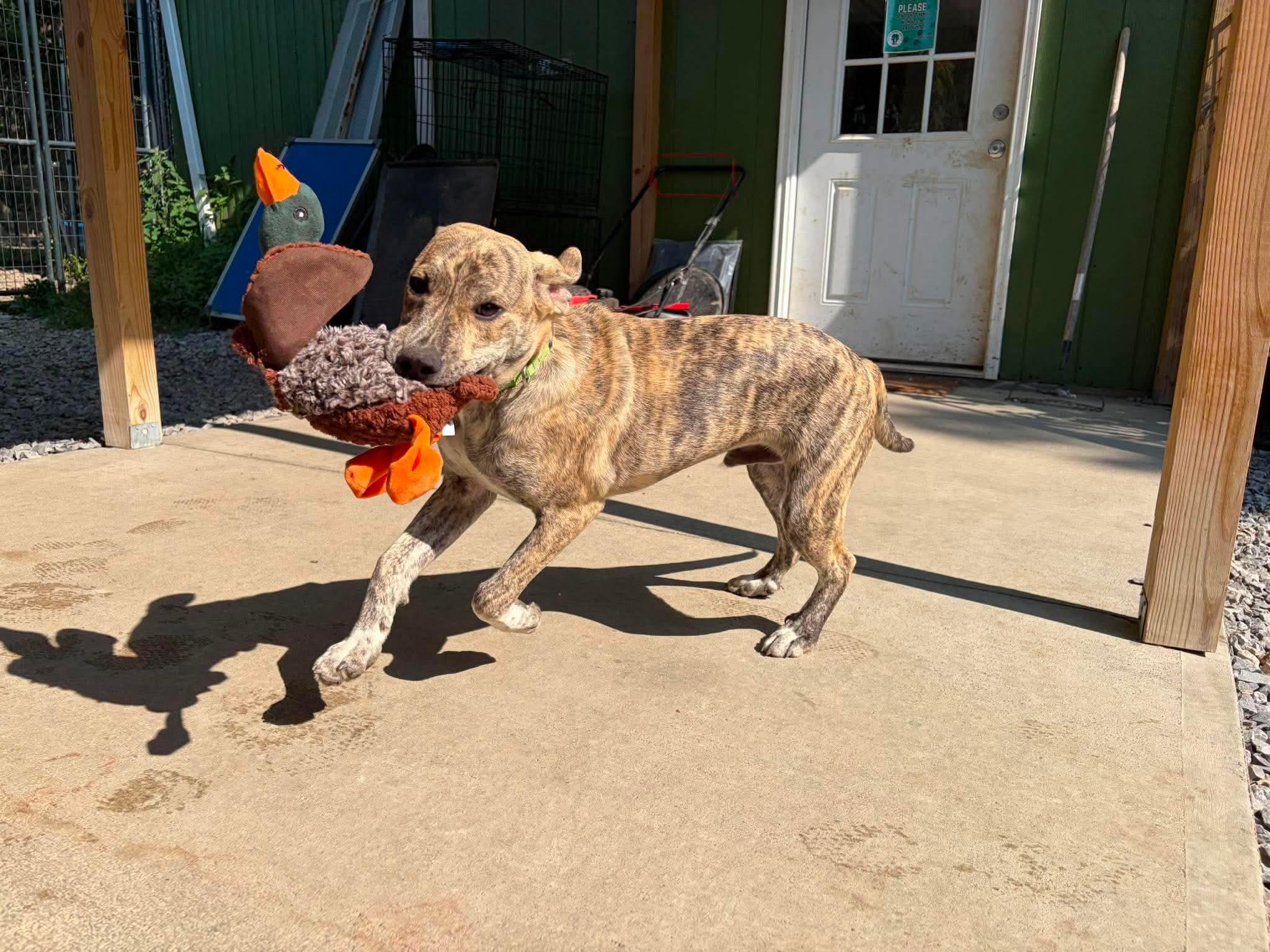 Enlarge Athens, a Adoptable Mixed Breed in Argyle, NY image 6/6