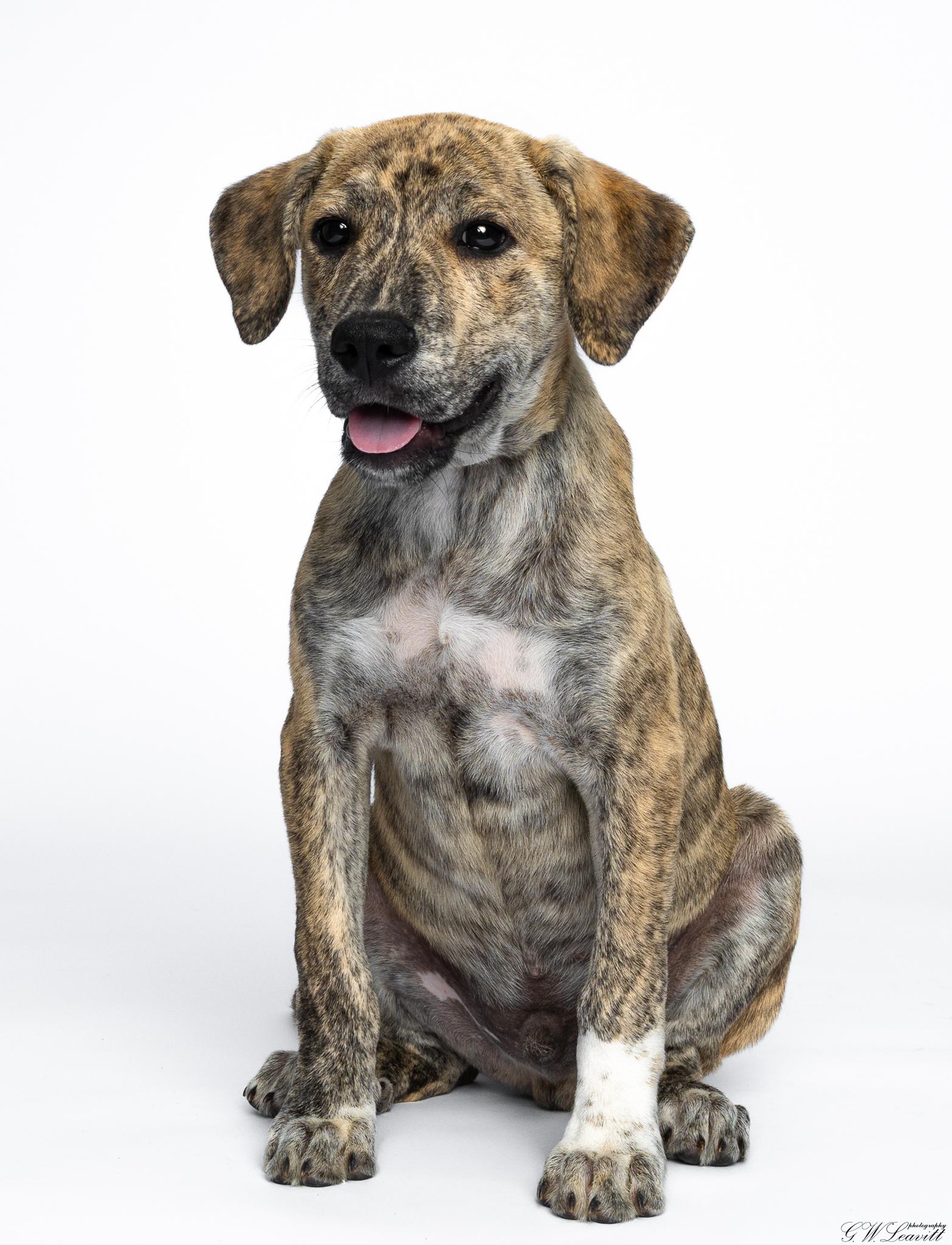 Enlarge Athens, a Adoptable Mixed Breed in Argyle, NY image 4/6