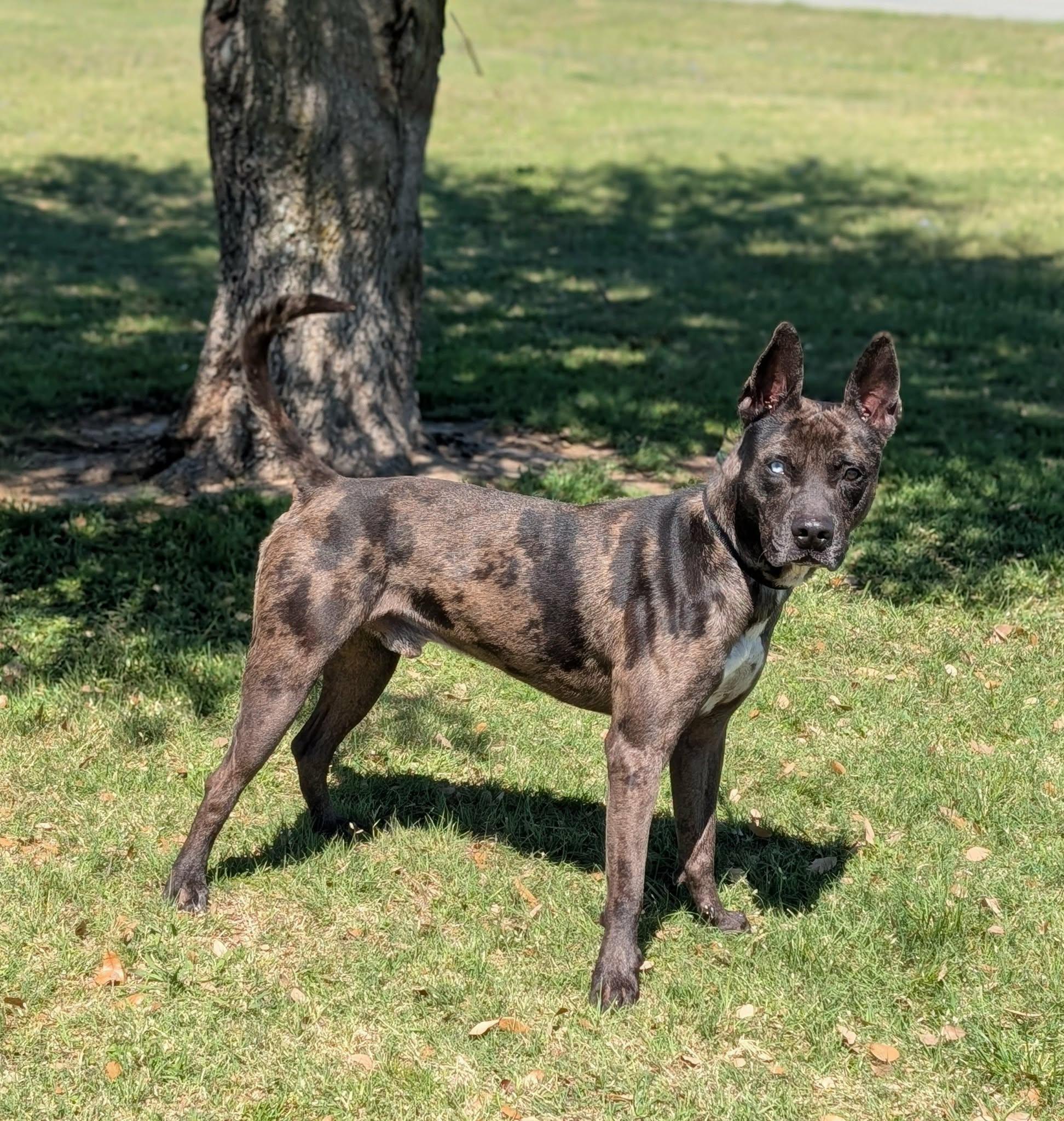 Gunner , a ADOPTABLE mixed breed in Cleburne, TX image 2/2