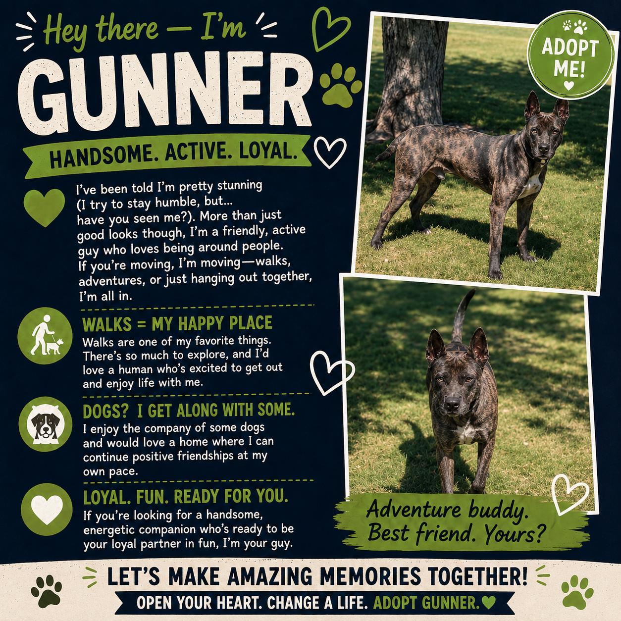 Enlarge Gunner , a Adopted mixed breed in Cleburne, TX image 3/3