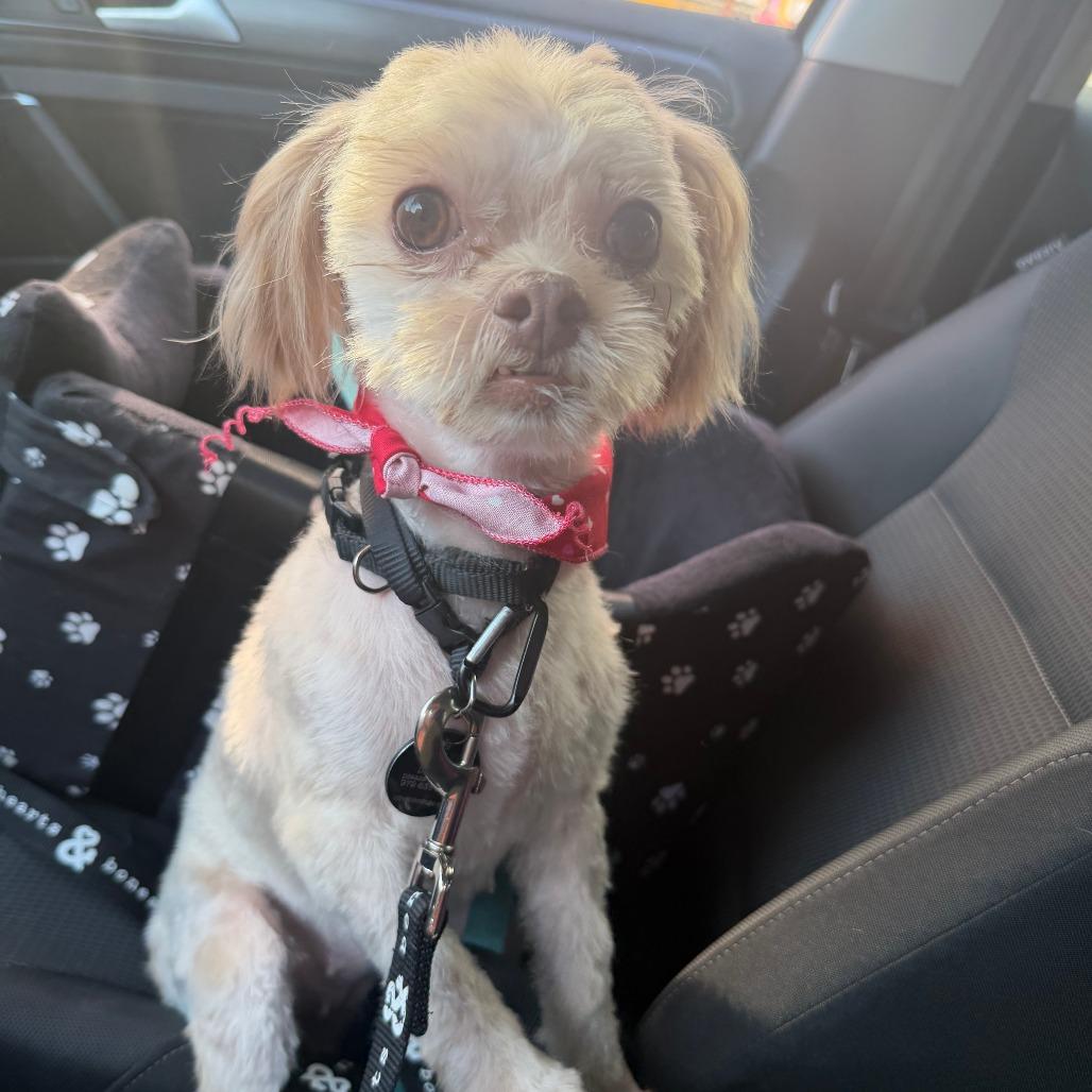 Enlarge Saige, a Adoptable mixed breed in Brooklyn, NY image 6/6