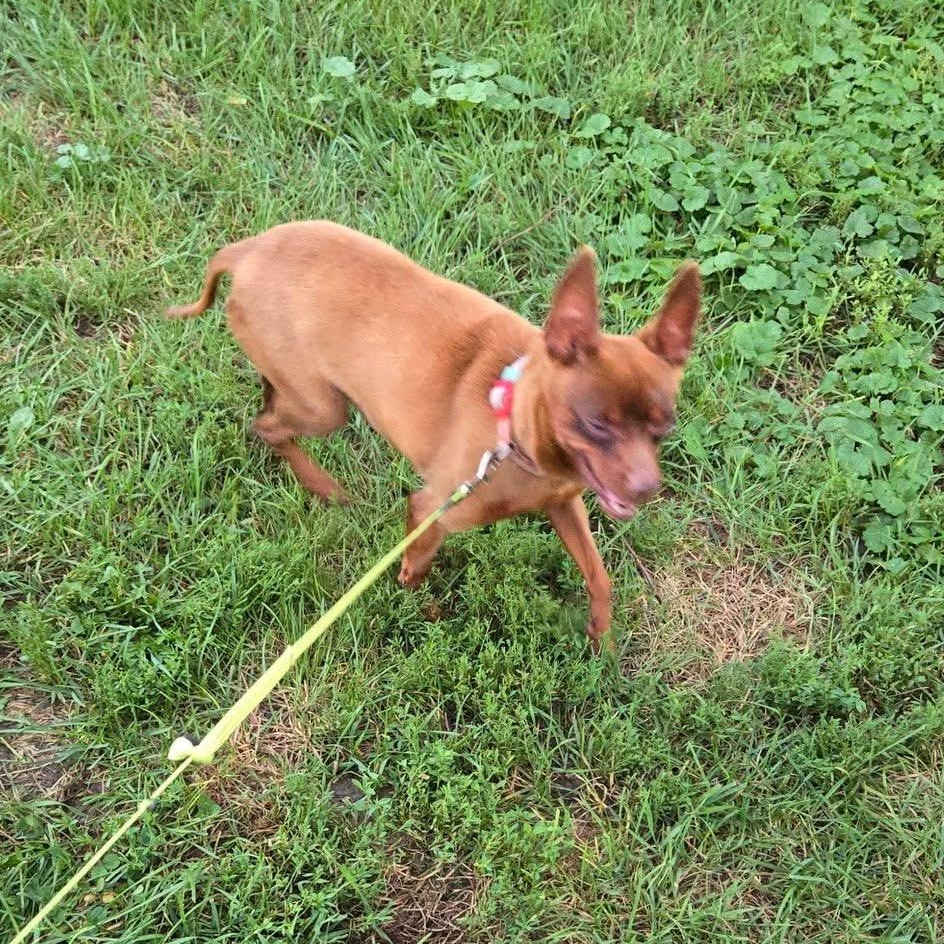 Enlarge Stella, a Adoptable mixed breed in McHenry, IL image 3/3