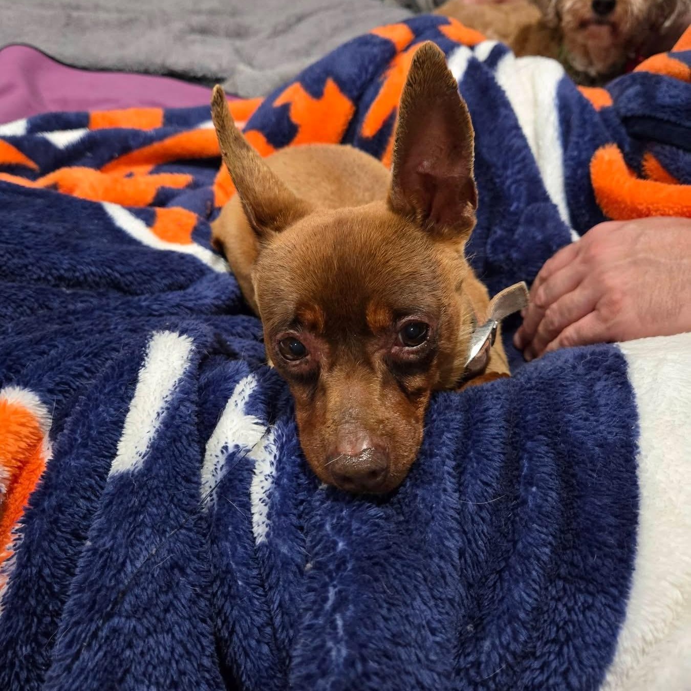 Stella, Adoptable, Senior Female Chihuahua.