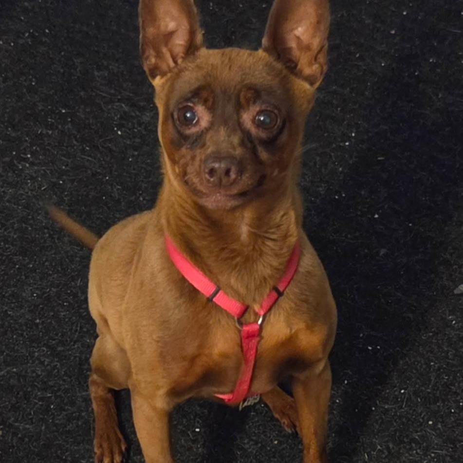 Enlarge Stella, a Adoptable mixed breed in McHenry, IL image 6/6