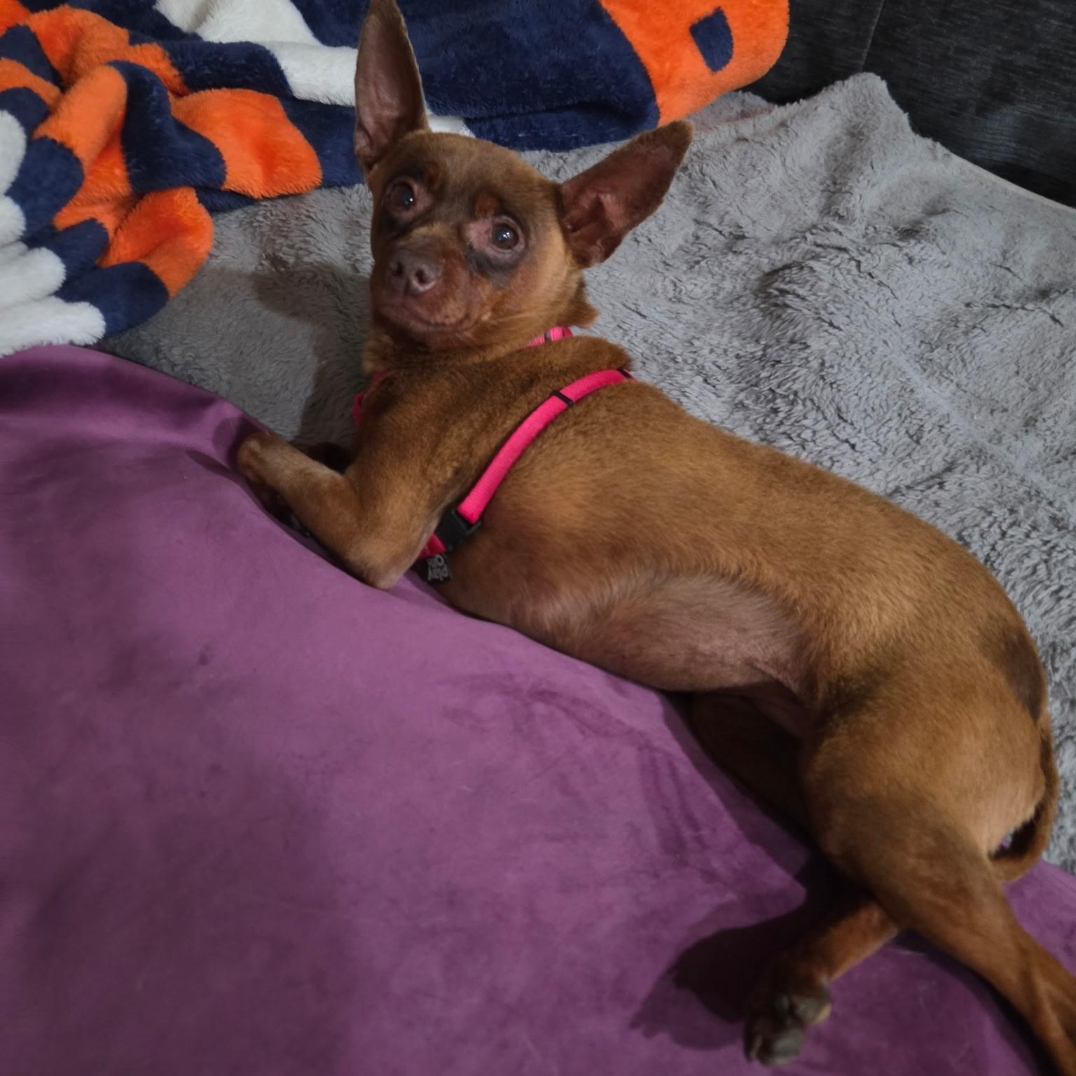Stella, Adoptable, Senior Female Chihuahua.