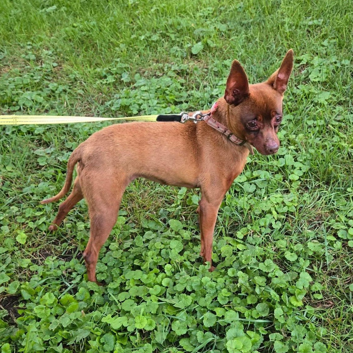 Enlarge Stella, a Adoptable mixed breed in McHenry, IL image 2/3