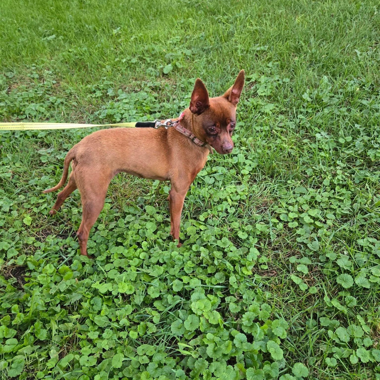 Enlarge Stella, a Adoptable mixed breed in McHenry, IL image 4/6
