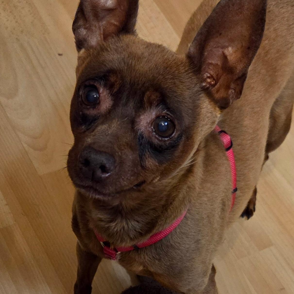 Enlarge Stella, a Adoptable mixed breed in McHenry, IL image 3/6