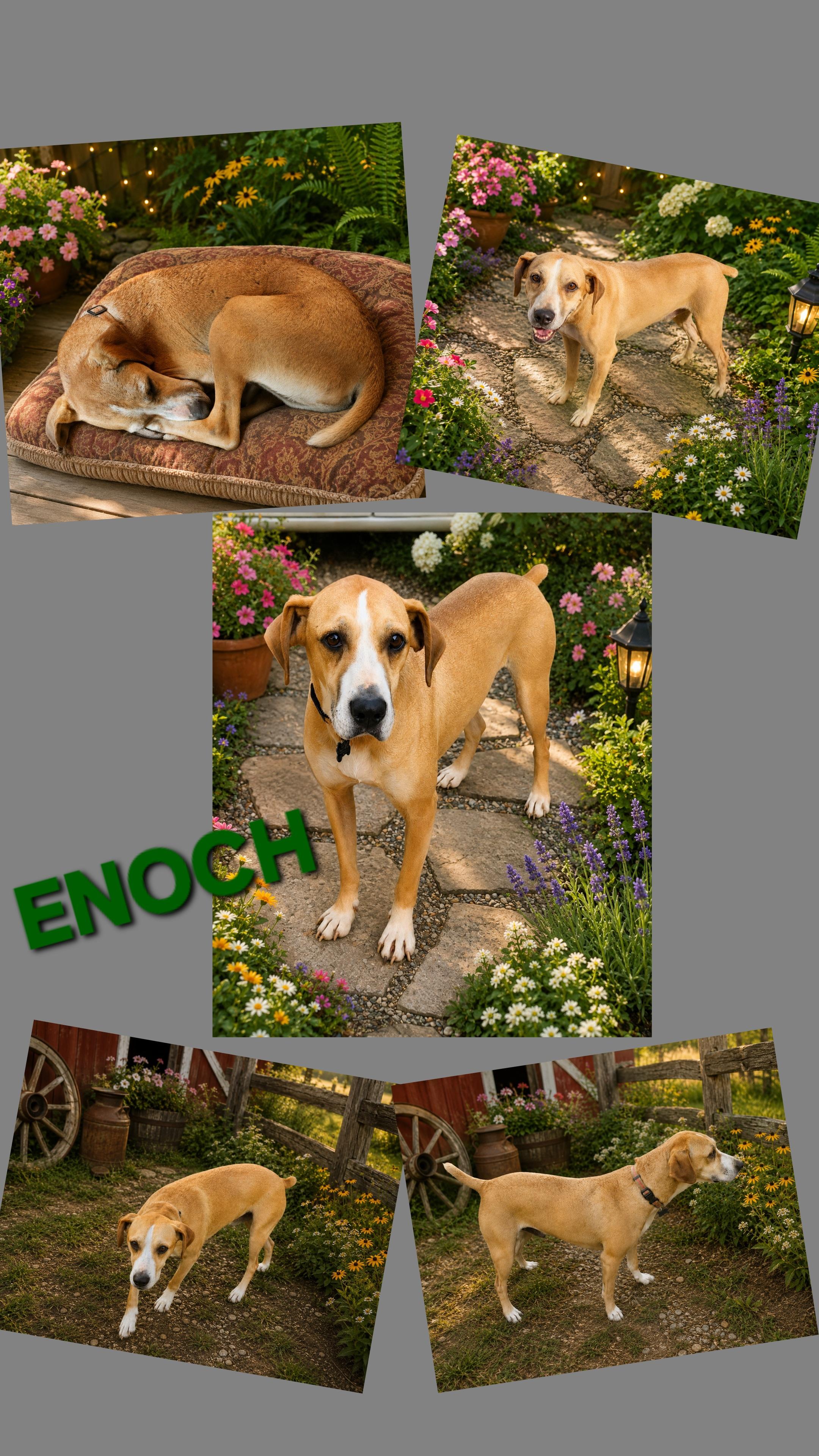 Enlarge ENOCH, a Adoptable mixed breed in Jackson, TN image 1/6
