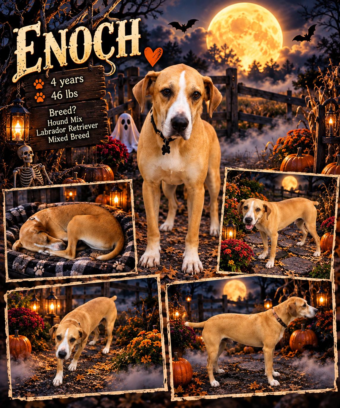 Enlarge ENOCH, a Adoptable mixed breed in Jackson, TN image 1/1