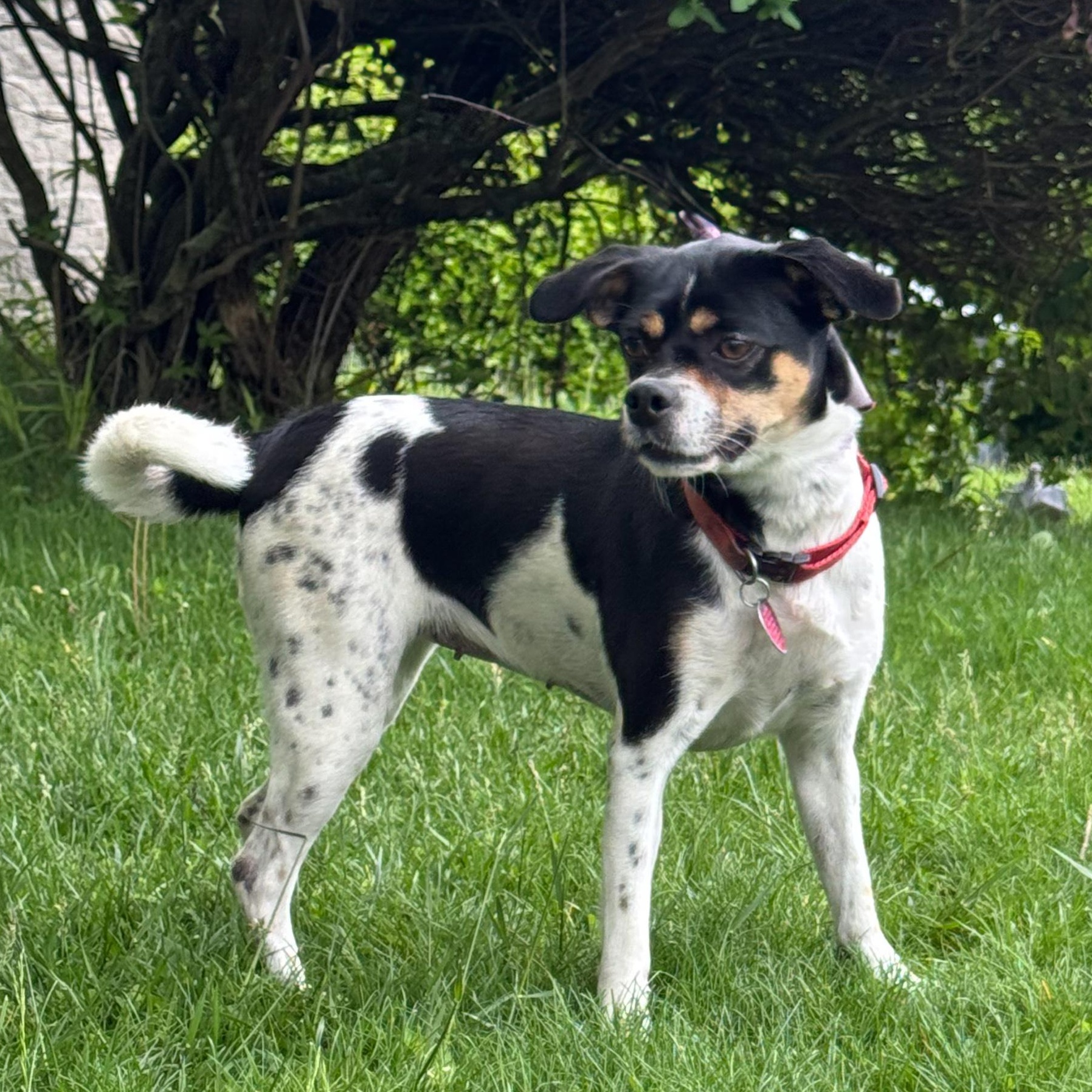 Patches #2, Adult Female unknown