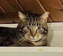 Wallace, Adoptable, Senior Male Domestic Short Hair & Tabby.