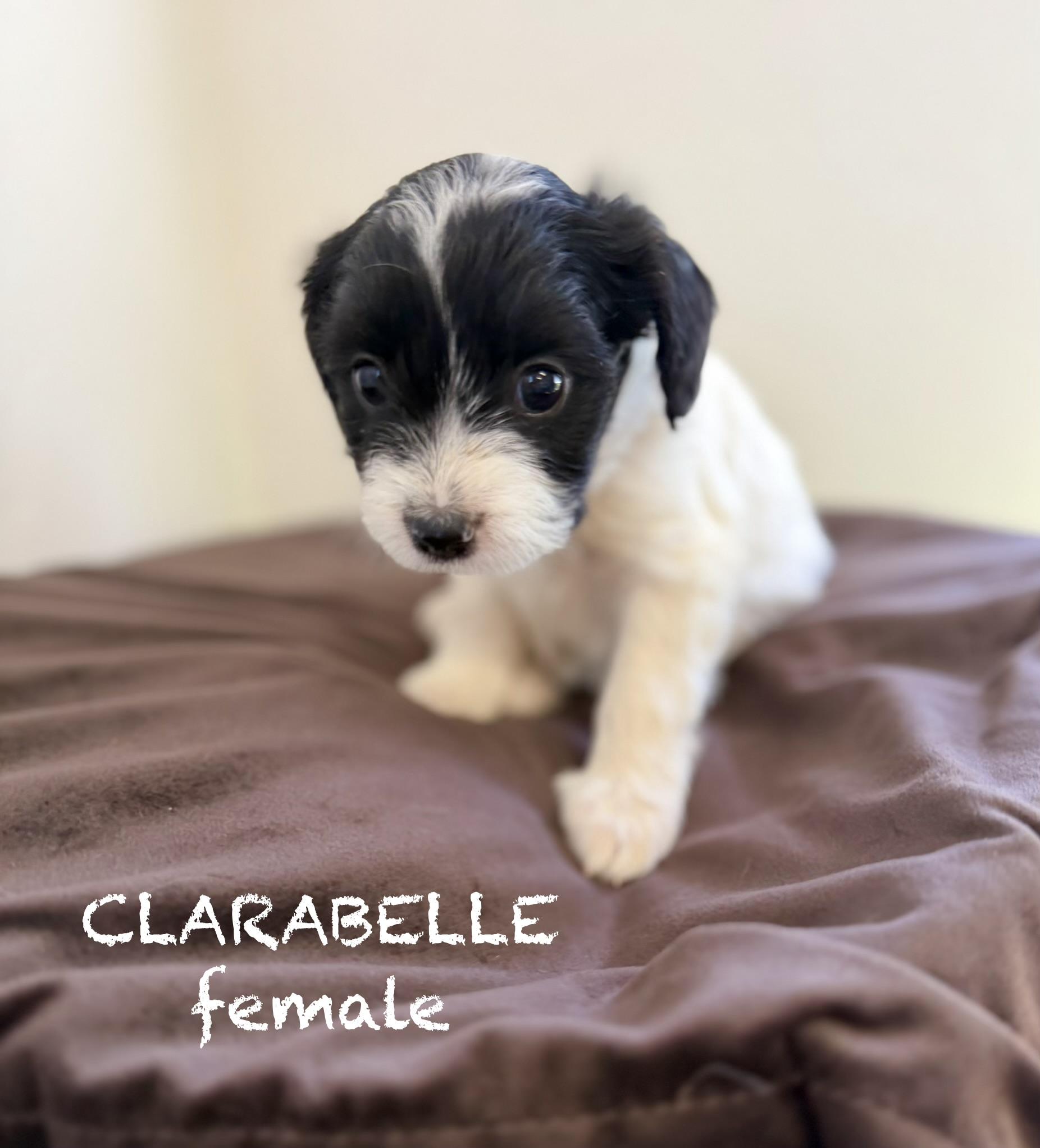 Clarabelle, adopted, Puppy Female Terrier.
