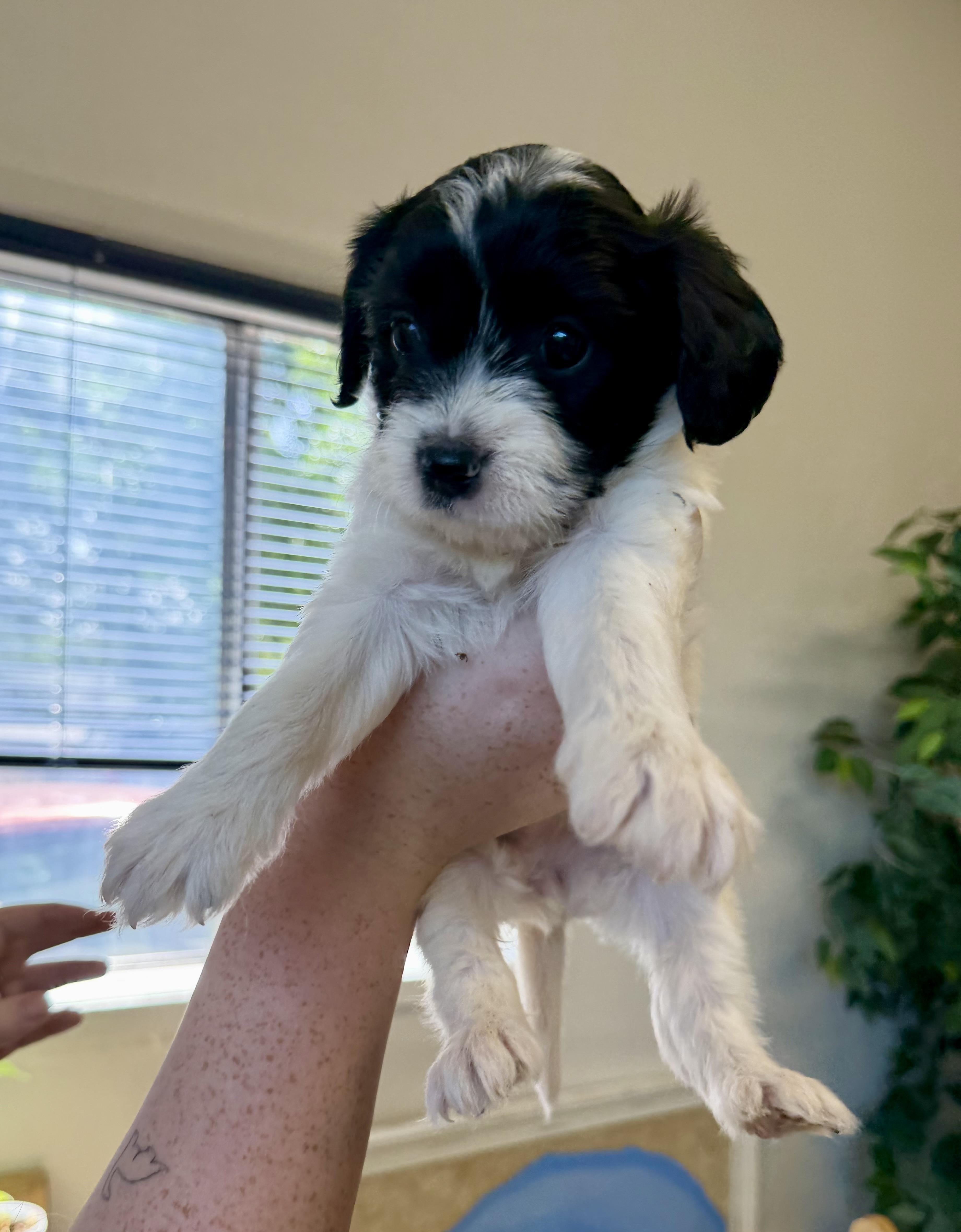 Clarabelle, an adopted mixed breed in Sonora, CA image 5/5