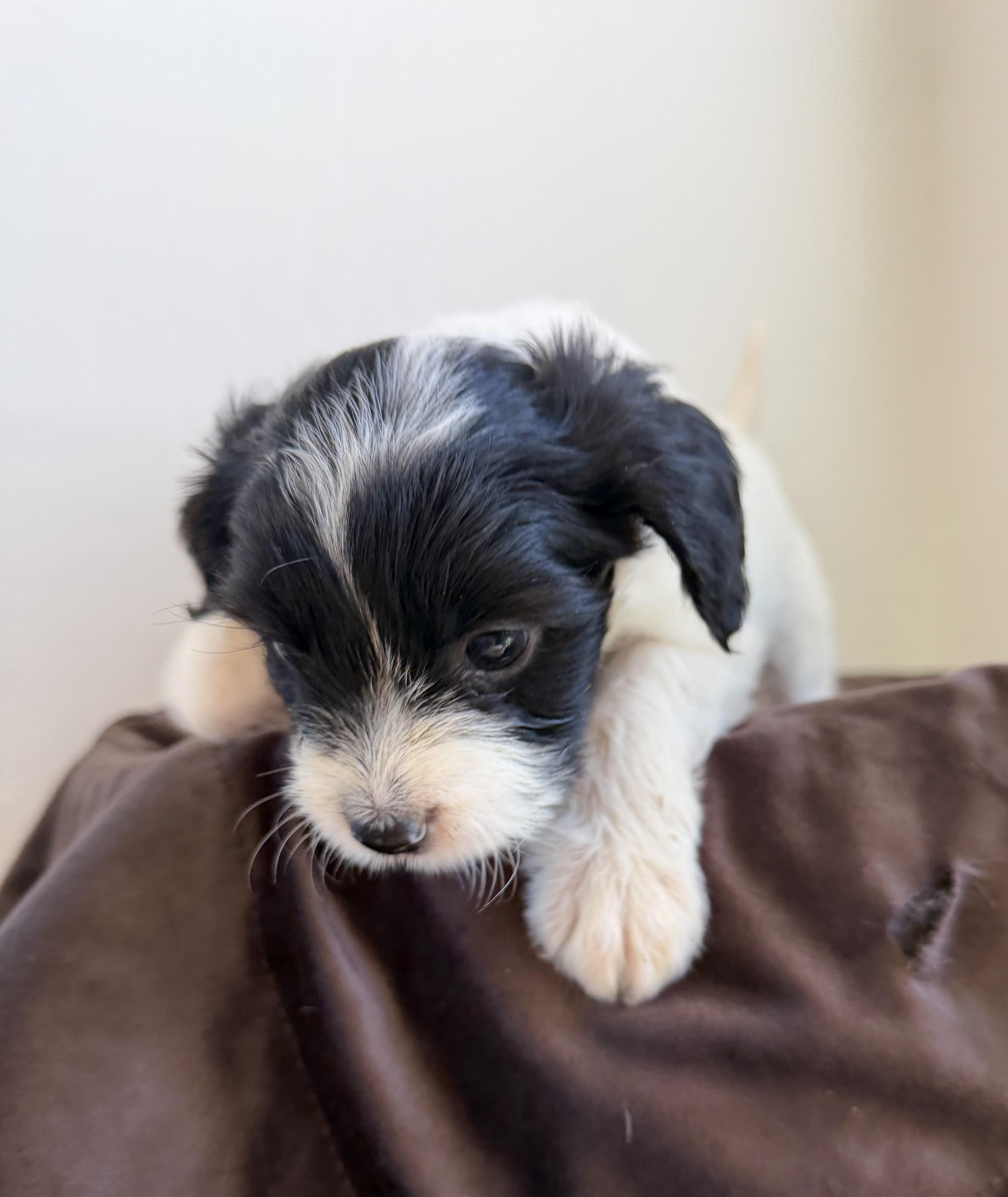 Clarabelle, an adopted mixed breed in Sonora, CA image 3/5