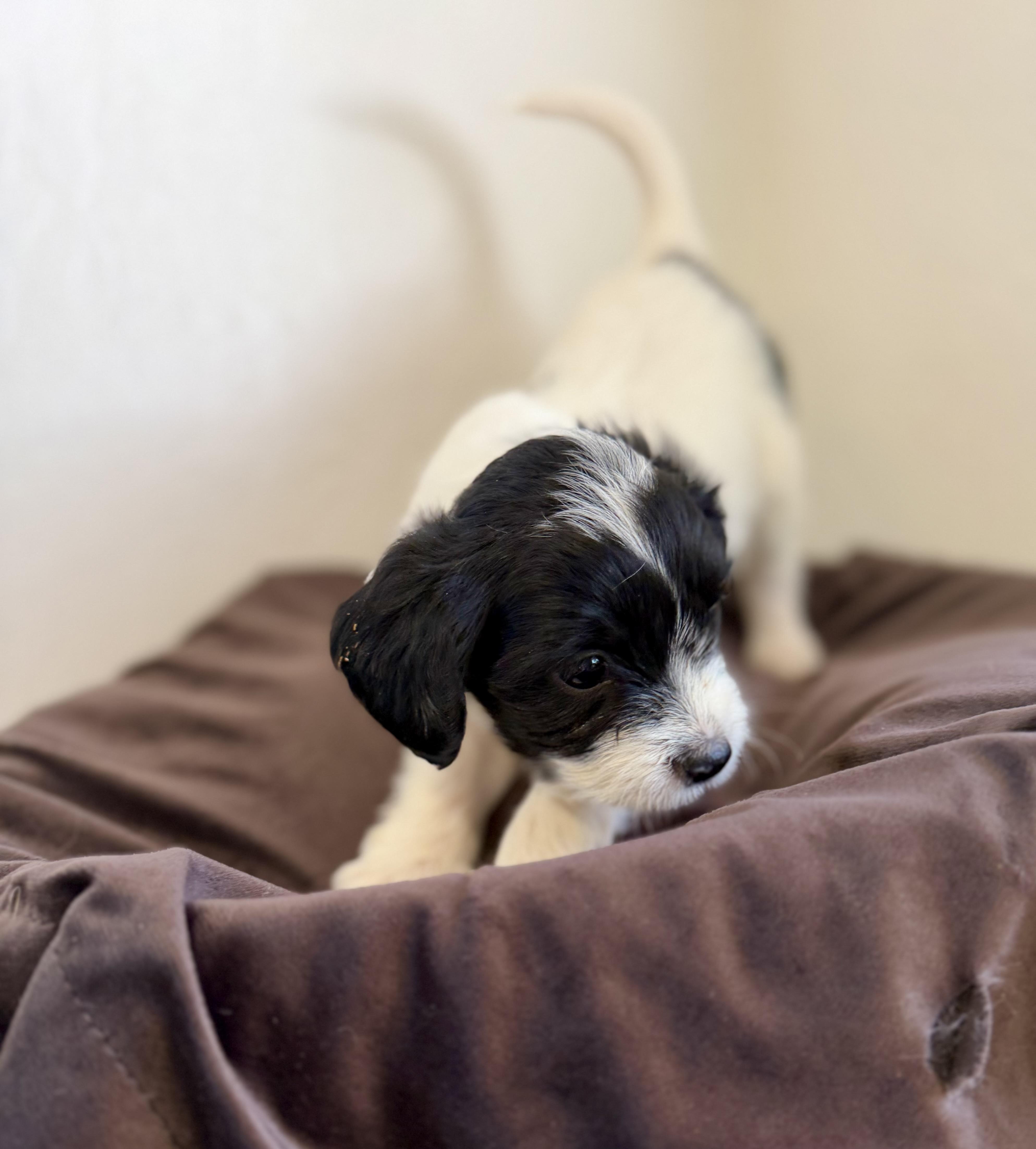 Clarabelle, an adopted mixed breed in Sonora, CA image 4/5