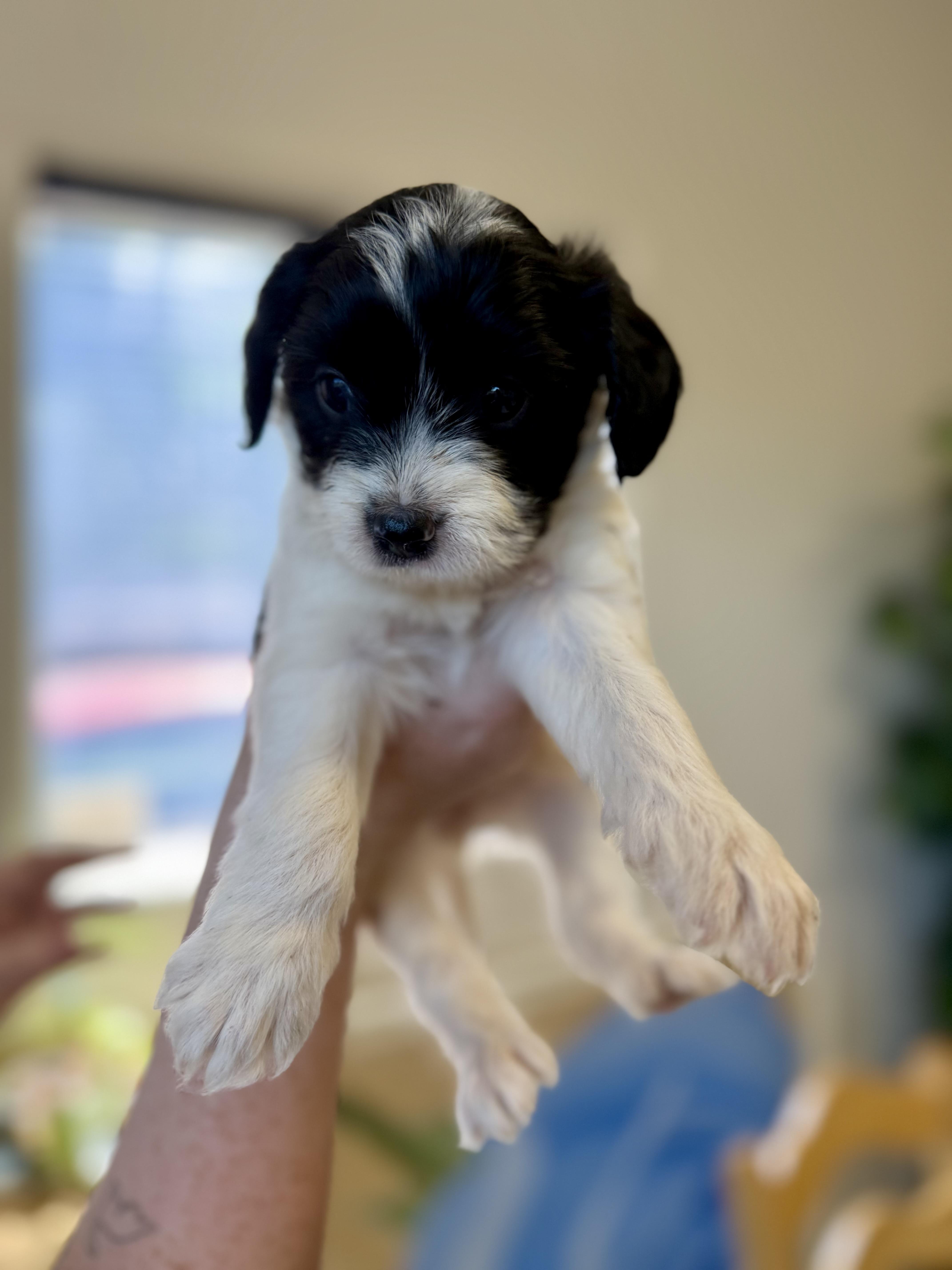 Clarabelle, an adopted mixed breed in Sonora, CA image 2/5