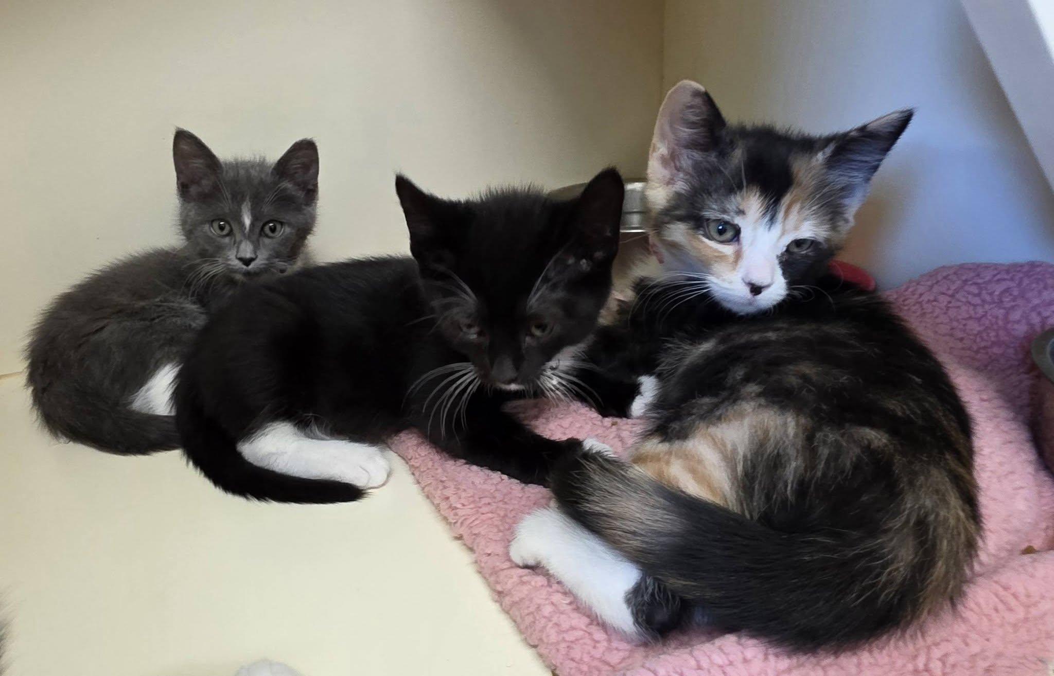 Enlarge KC26-38, a ADOPTABLE Domestic Short Hair in Ridgecrest, CA image 1/1