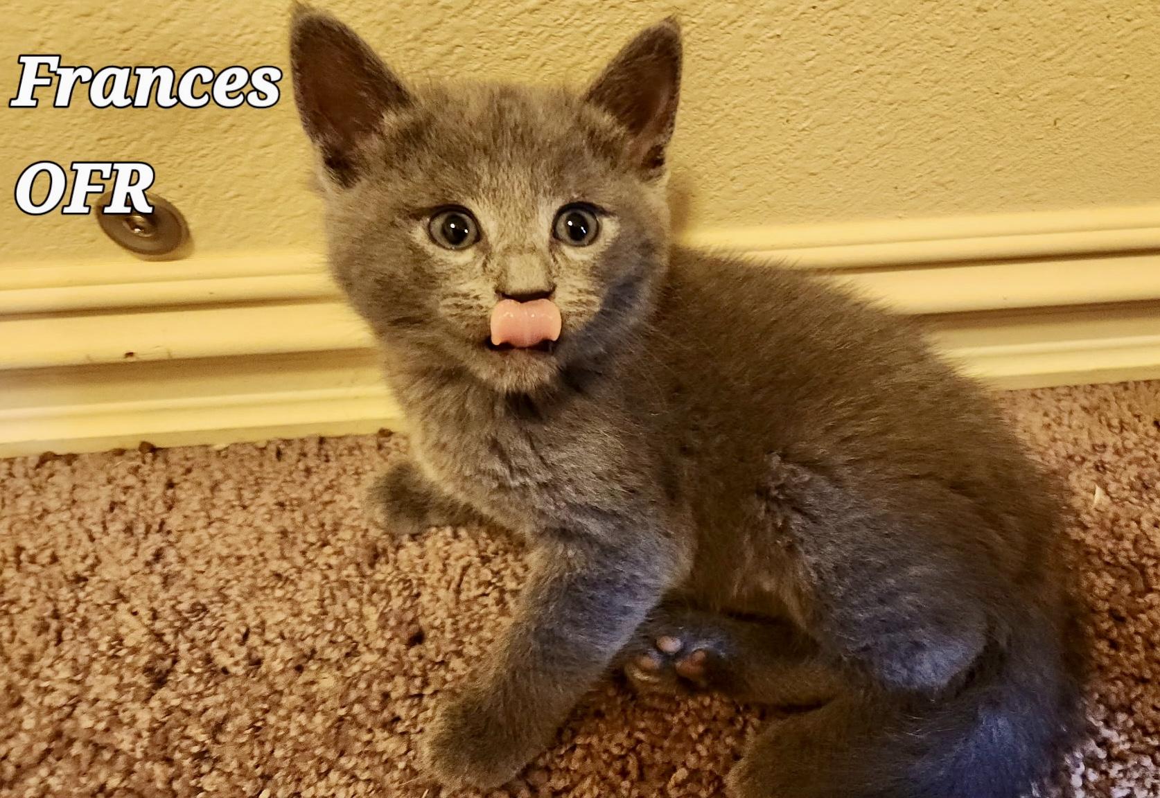 Francis, ADOPTABLE, Kitten Female Domestic Short Hair.