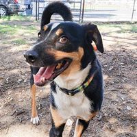Vinnie, a Adoptable mixed breed in Fair Oaks Ranch, TX image 1/8