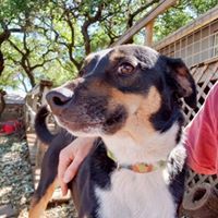 Vinnie, a Adoptable mixed breed in Fair Oaks Ranch, TX image 2/8