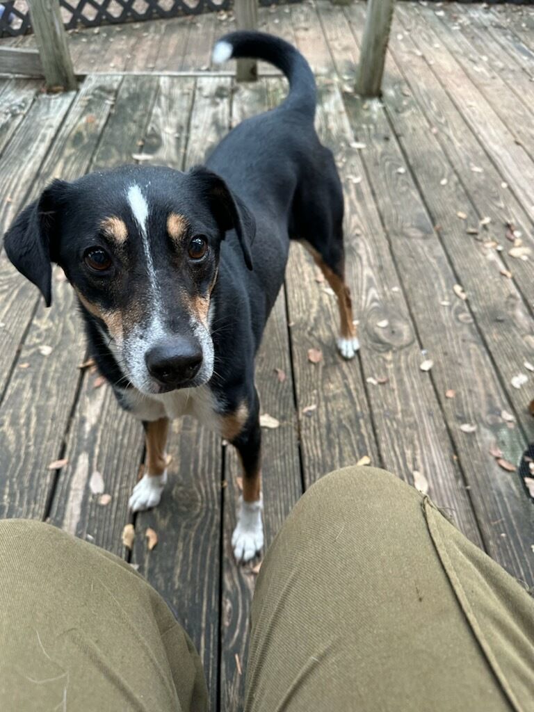 Vinnie, a Adoptable mixed breed in Fair Oaks Ranch, TX image 4/8