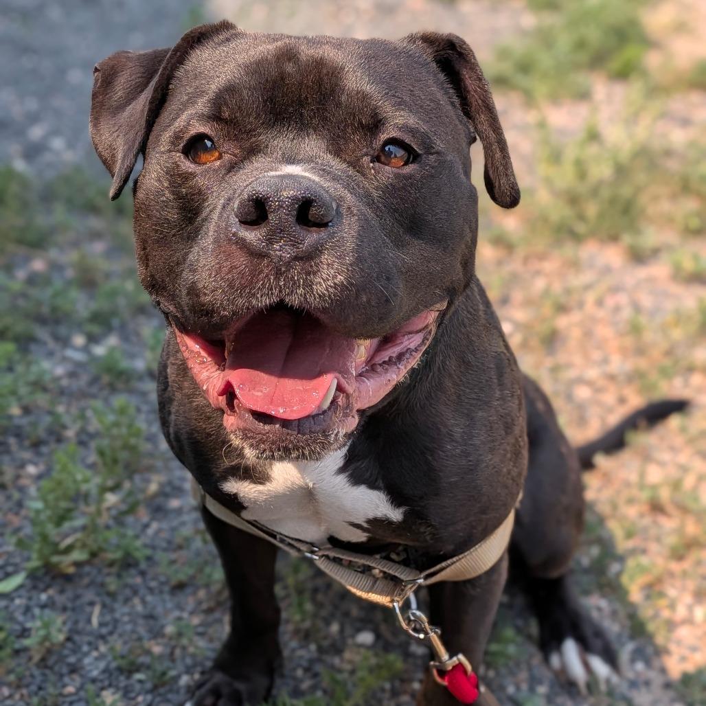 Mr. Magoo, Adoptable, Adult Male Pit Bull Terrier.