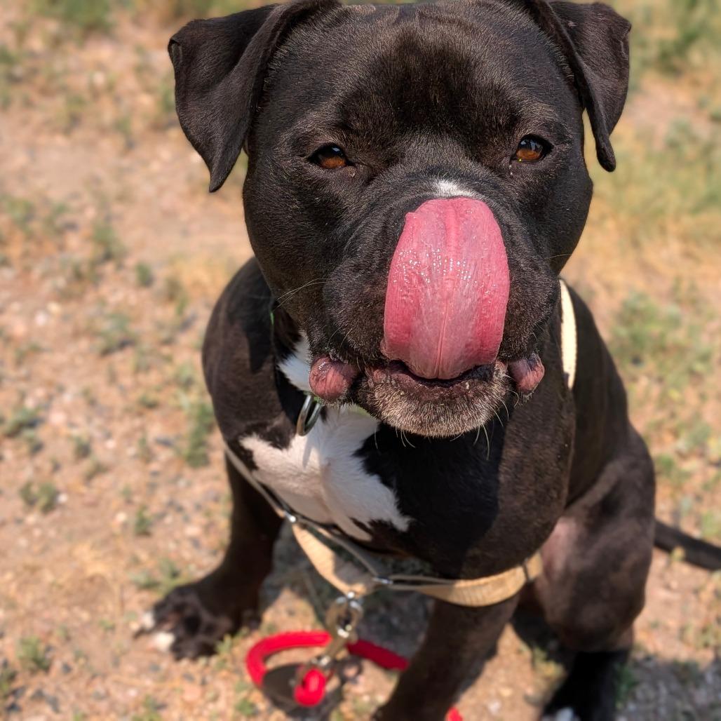 Mr. Magoo, a Adoptable Pit Bull Terrier in Cheyenne, WY image 2/4