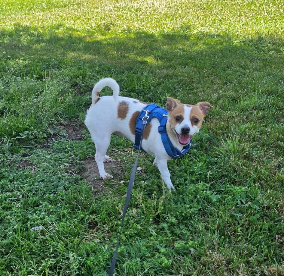 Silvie, a ADOPTABLE mixed breed in Lodi, CA image 2/4