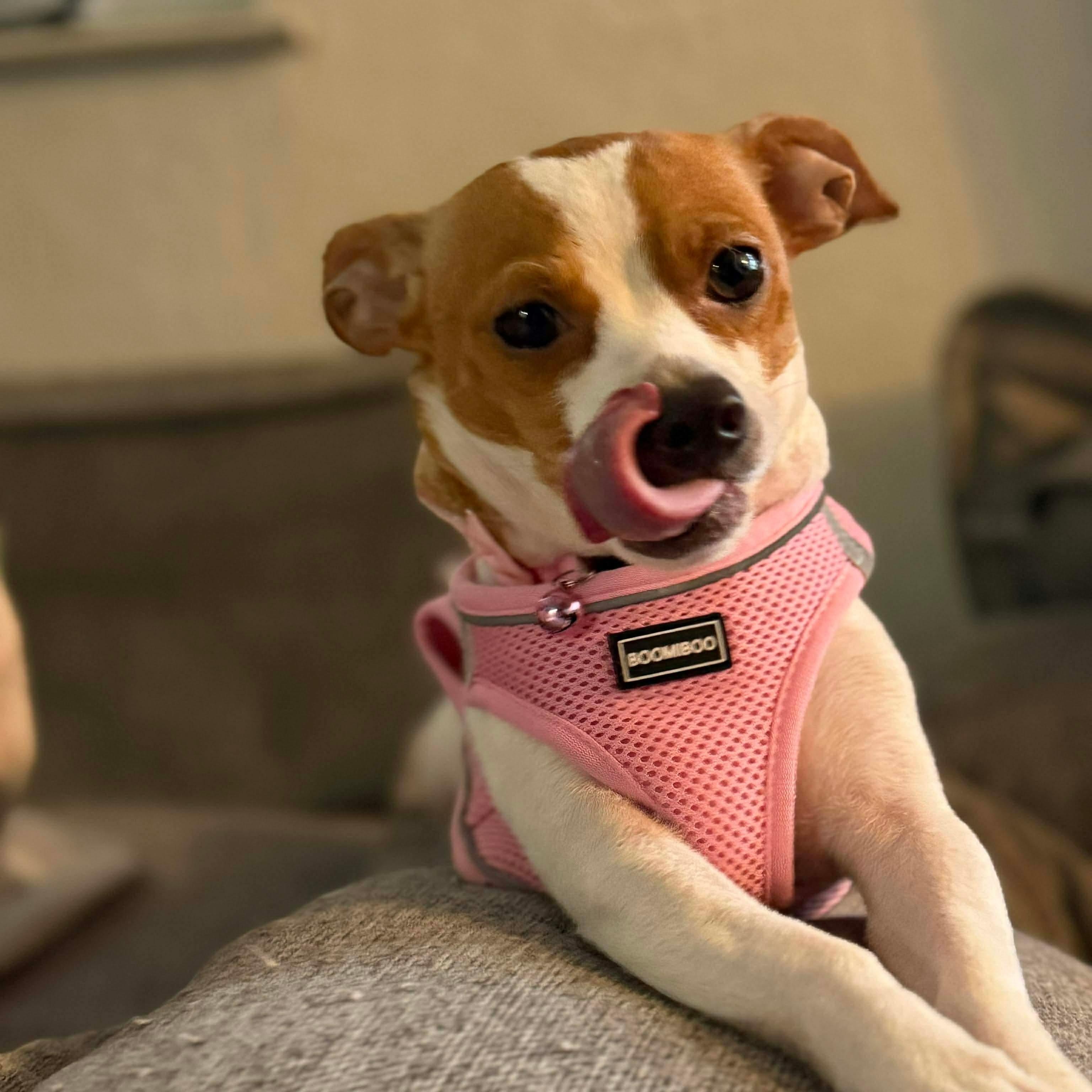 Silvie, a ADOPTABLE mixed breed in Lodi, CA image 3/3
