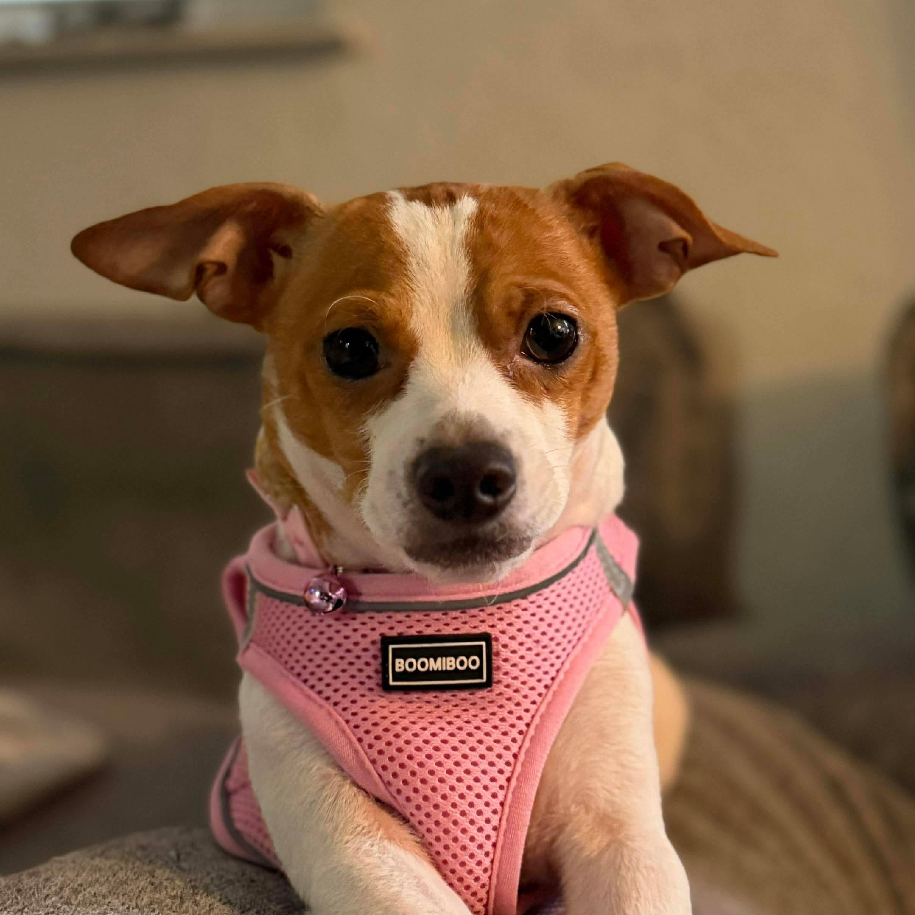 Silvie, ADOPTABLE, Young Female Chihuahua.