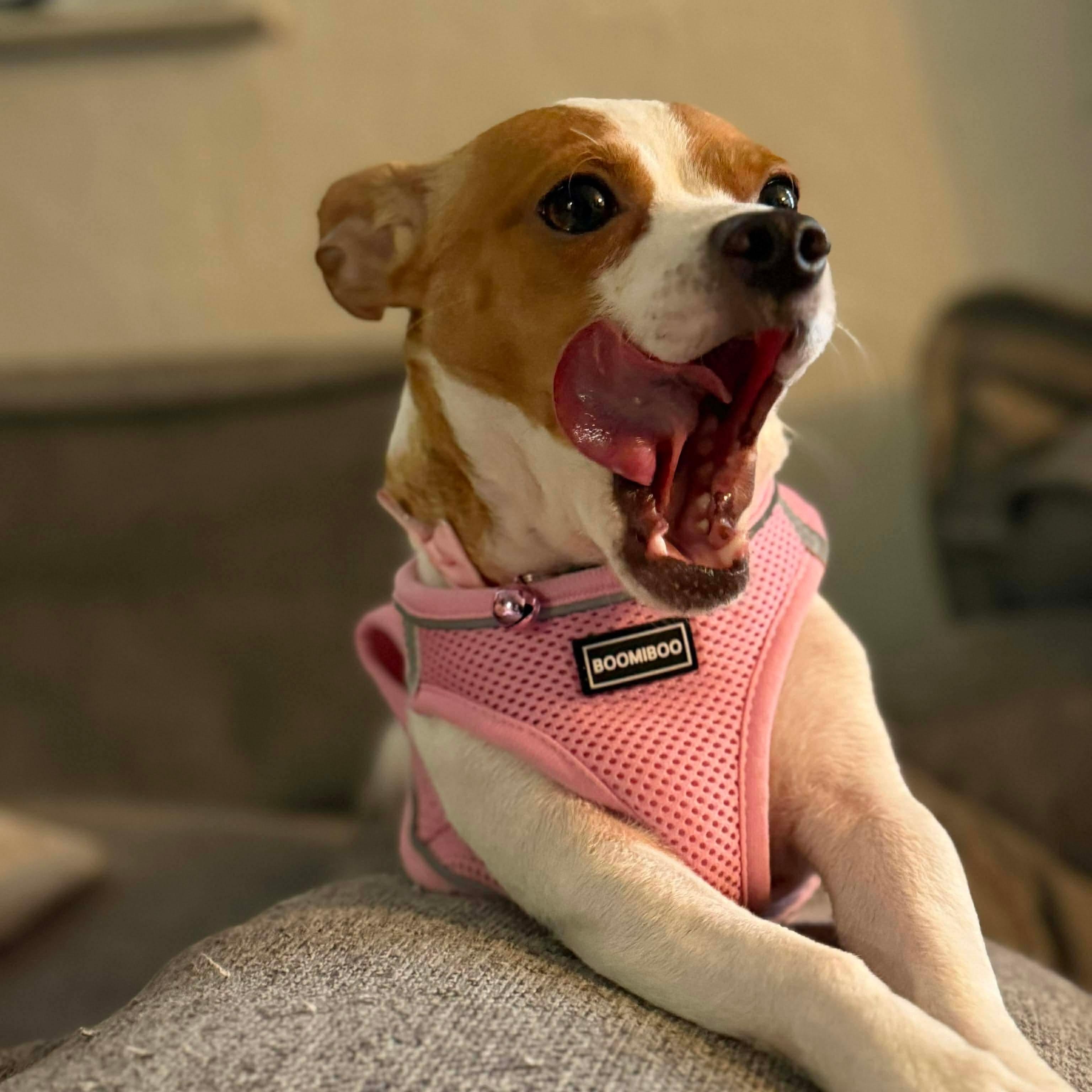 Silvie, a ADOPTABLE mixed breed in Lodi, CA image 2/3