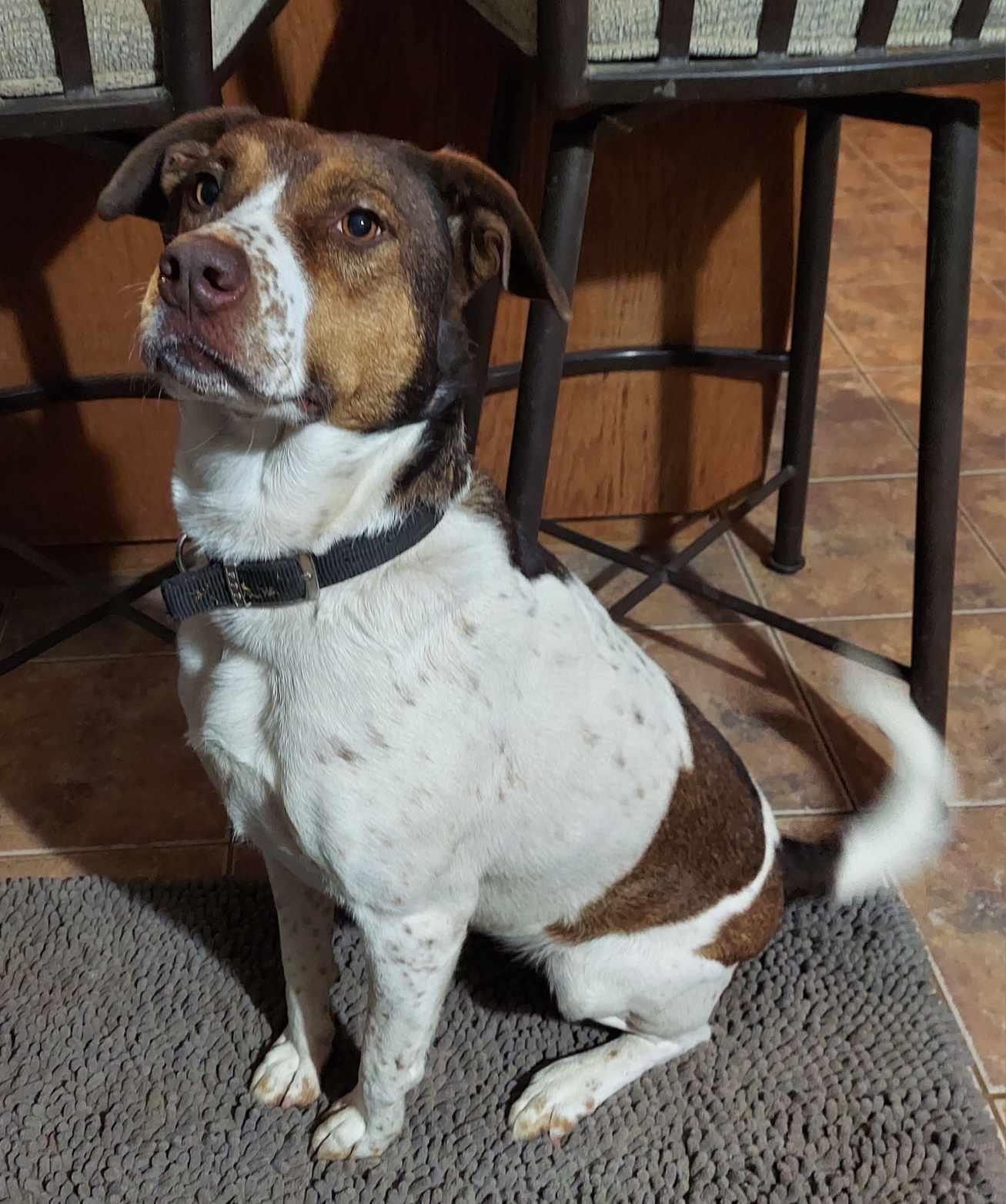 Glowing Ember (Rescue), a Adoptable Pointer in Springfield, MO image 1/5