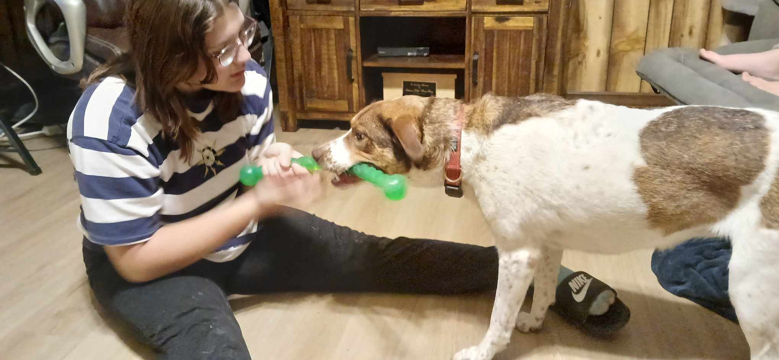 Glowing Ember (Rescue), a Adoptable Pointer in Springfield, MO image 4/5